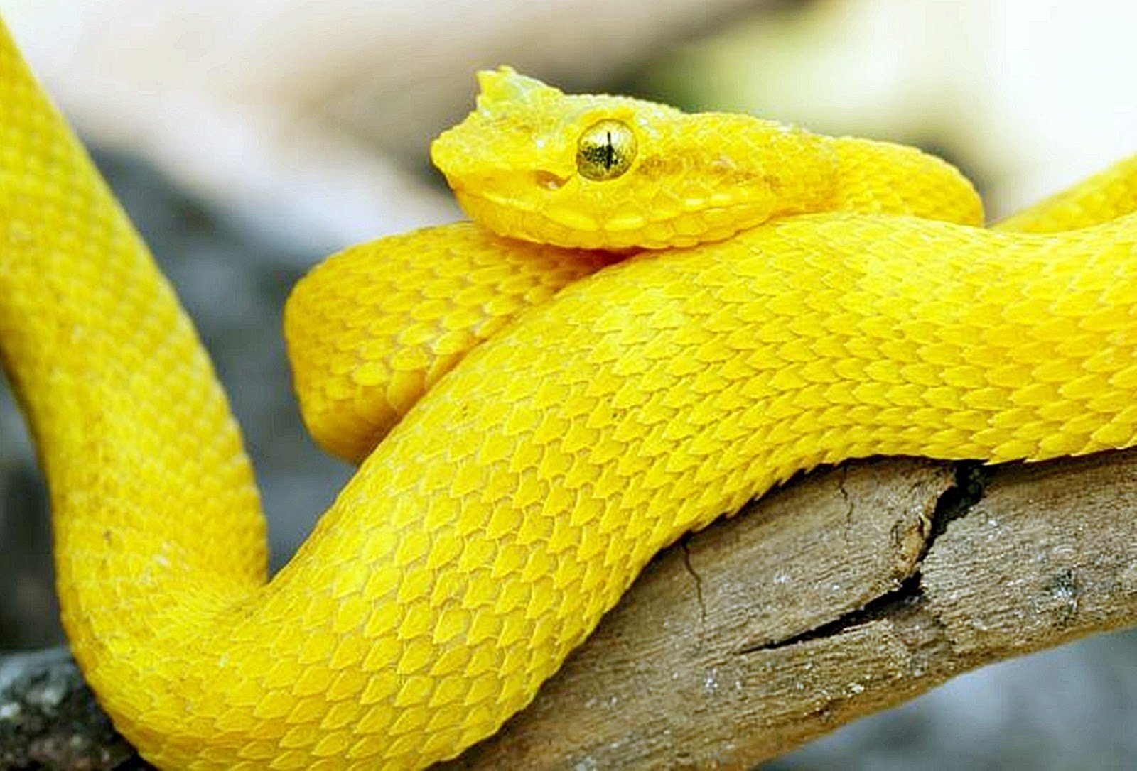 Красно желтая змея. Змея ботропс Шлегеля. Островной ботропс. Желтая куфия. Цепкохвостый ботропс.