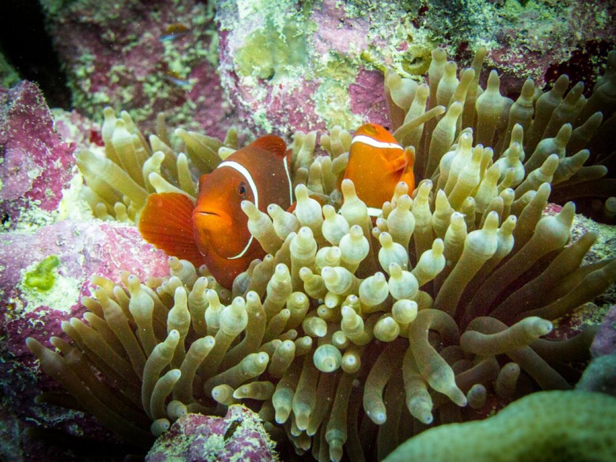 Great coral reef. Большой Барьерный риф Австралия. Коралловый Барьерный риф. Большой Барьерный риф кораллы. Коралловый риф в Австралии.