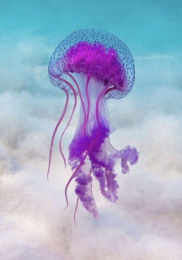 Медуза пелагия ночесветка