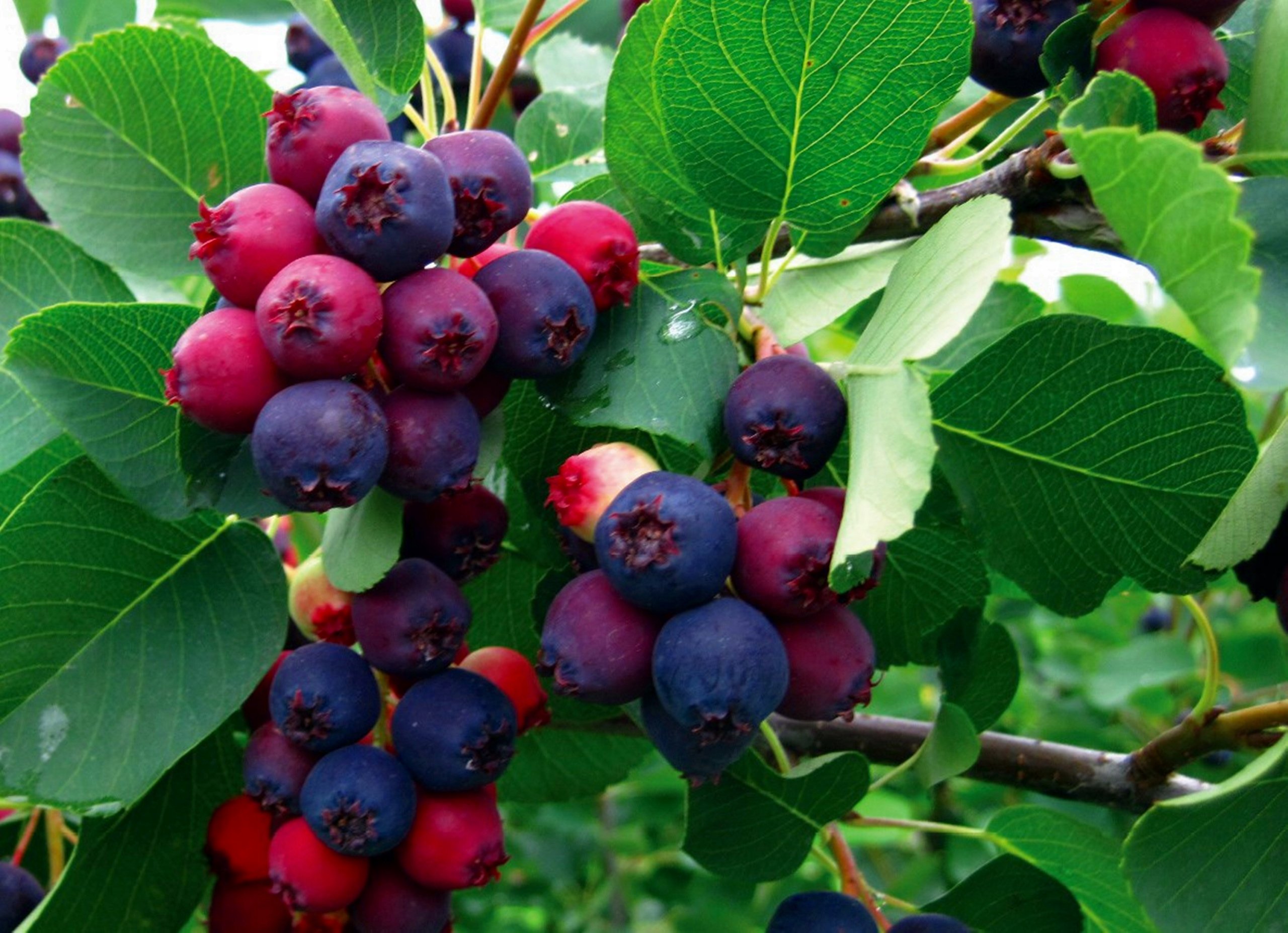 Саженцы ирги канадской. Ирга канадская Нортлайн. Ирга канадская (Amelanchier canadensis). Ирга бушмала. Ирга ягода куст.