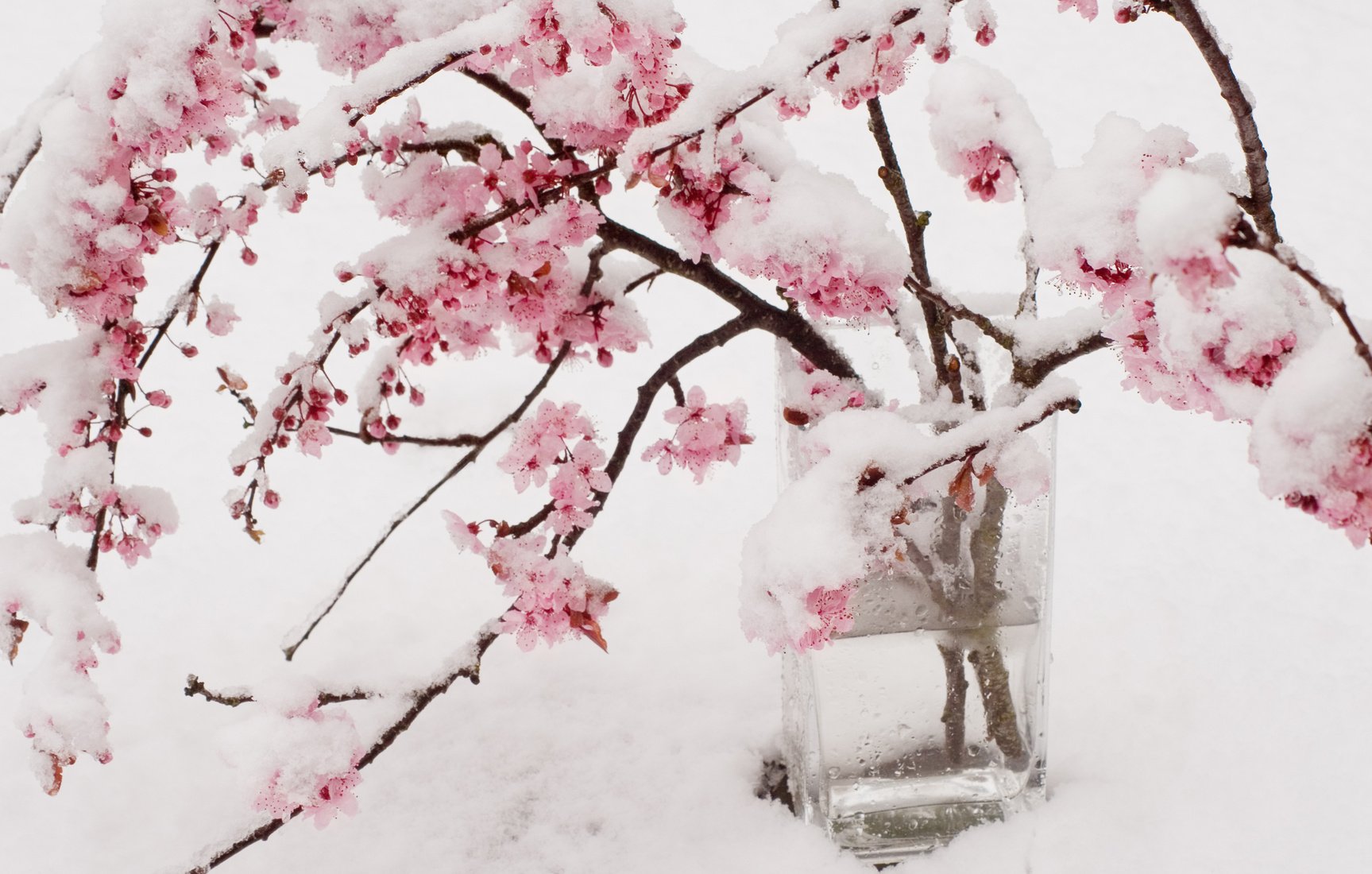 Blossoms after winter. Японская слива Умэ. Винтер Сакура. Сакура зимой. Сакура под снегом.