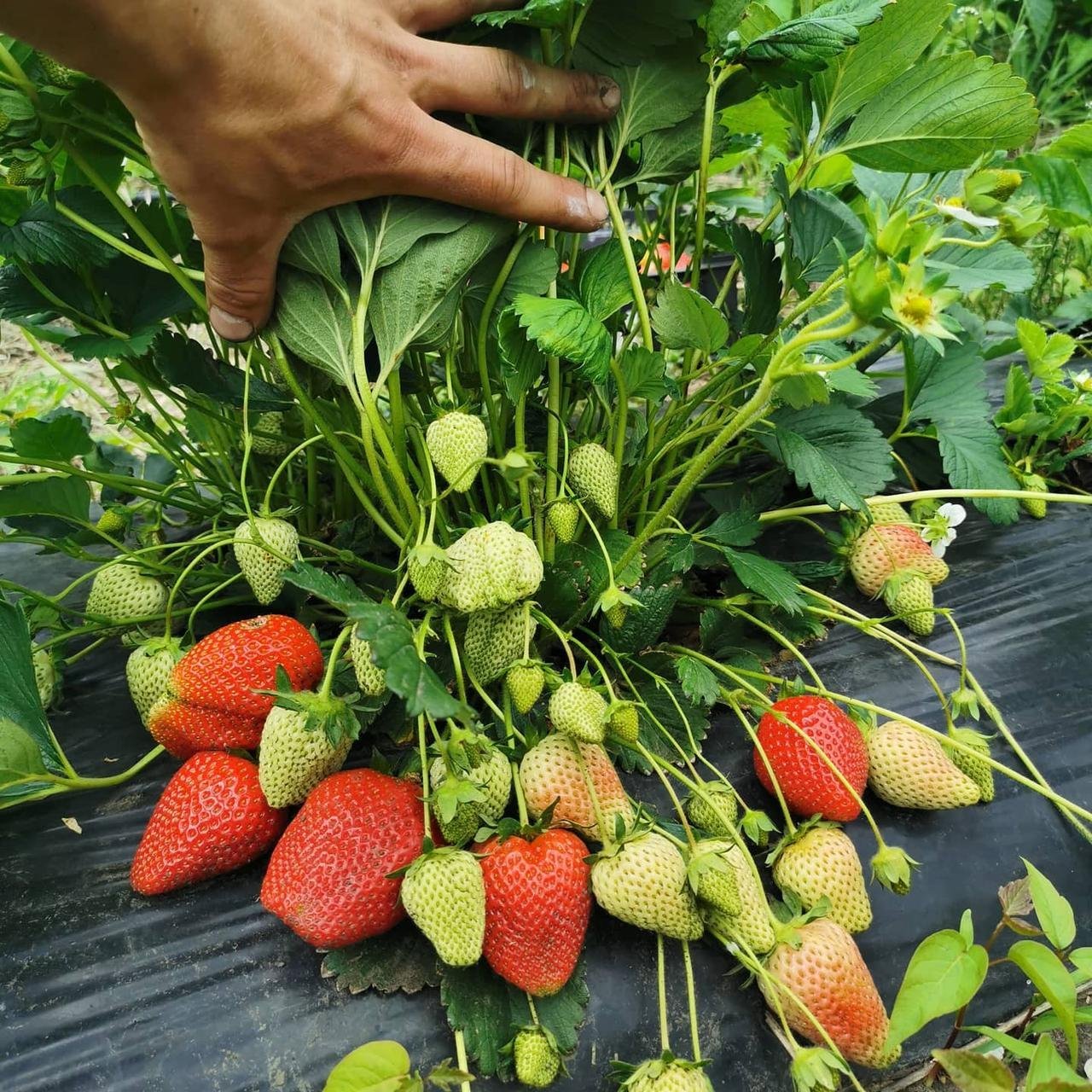 Какой сорт клубники дает урожай