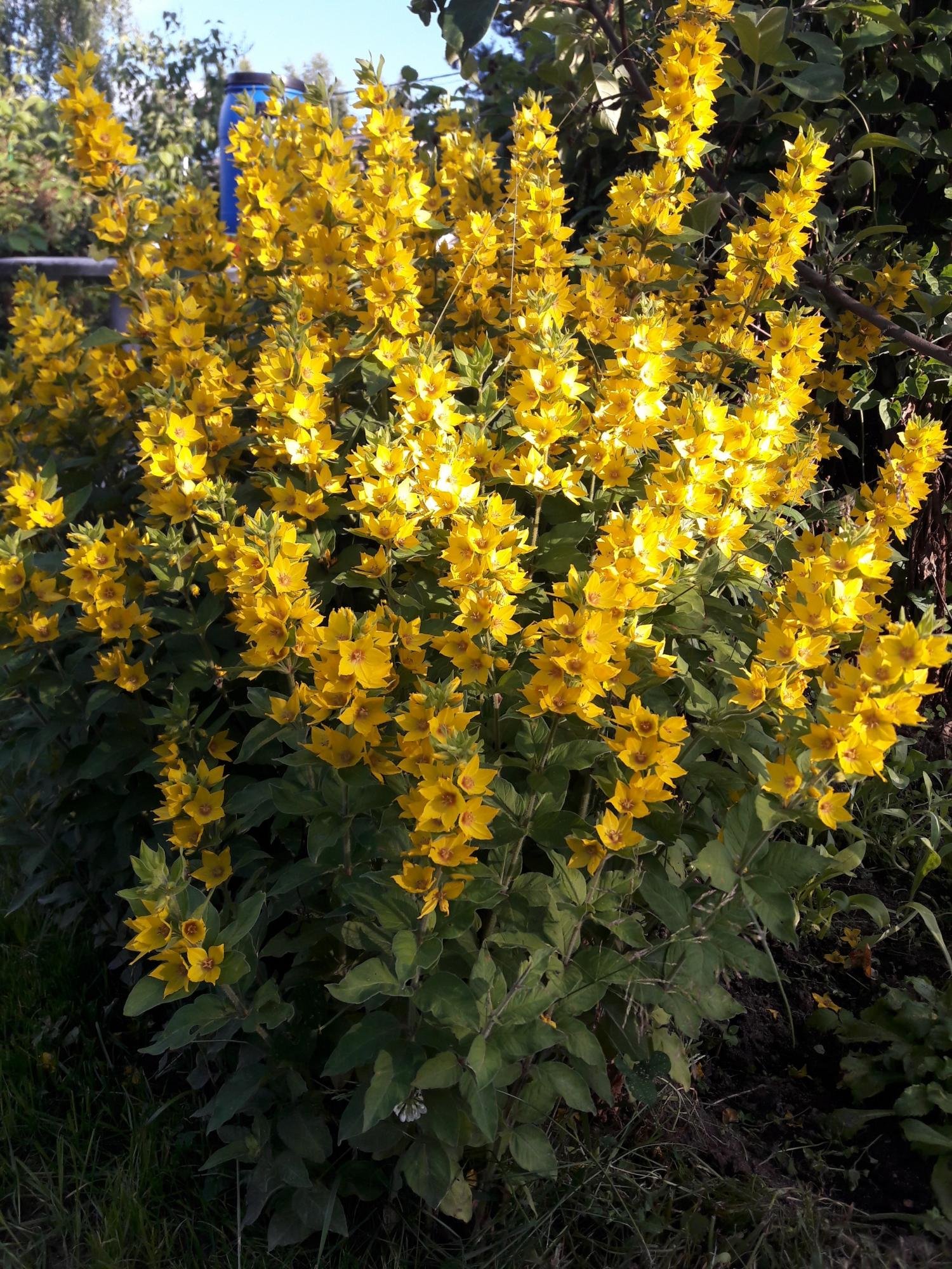 Многолетние цветы вербейник. Вербейник точечный (Lysimachia punctata). Вербейник Златовласка. Вербейник монетчатый.