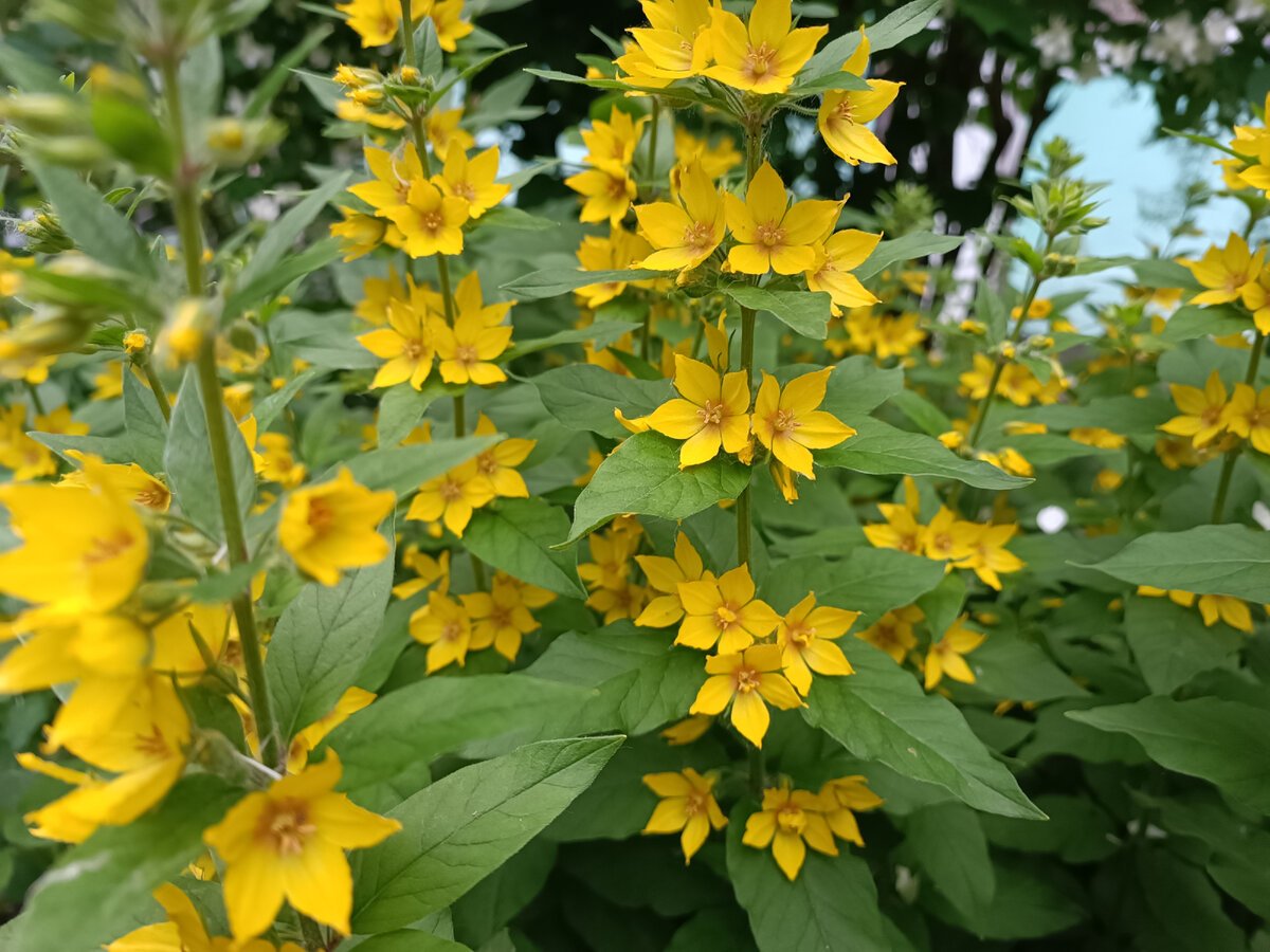 Желтые многолетние цветы фото и названия