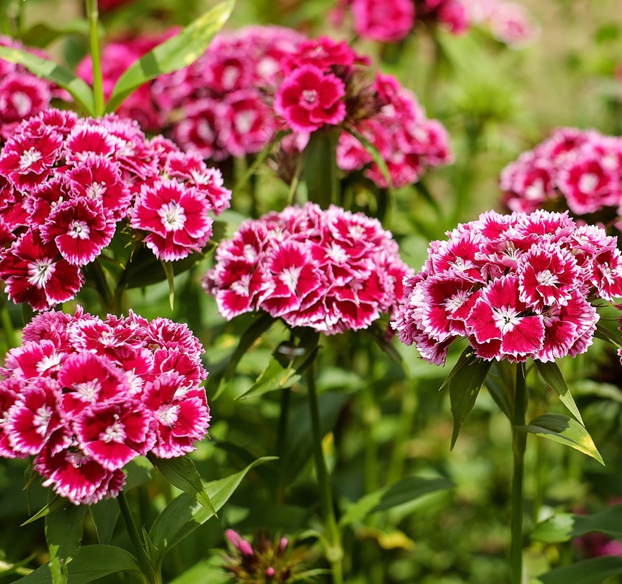 Фото турецкой гвоздики на клумбе. Гвоздика бородатая - Dianthus barbatus. Диантус, гвоздика (турецкая). Гвоздика Барбатус махровая. Гвоздика турецкая (Dianthus barbatus).