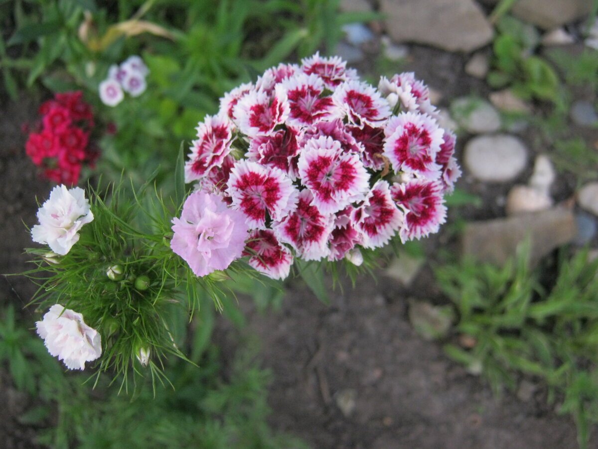 Гвоздика бородатая Dianthus barbatus