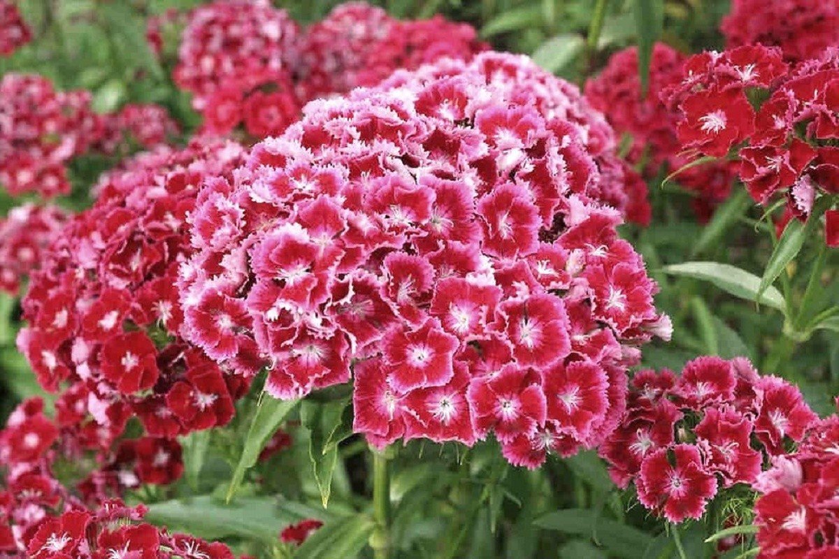 Диантус, гвоздика (турецкая). Гвоздика бородатая - Dianthus barbatus. Барбатус турецкая гвоздика. Гвоздика турецкая свитвилиам.