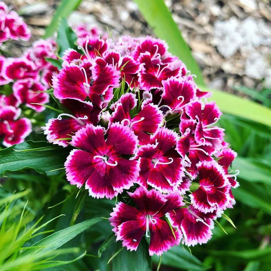 Гвоздика бородатая - Dianthus barbatus. Диантус, гвоздика (турецкая). Барбатус турецкая гвоздика. Гвоздика турецкая Байер.