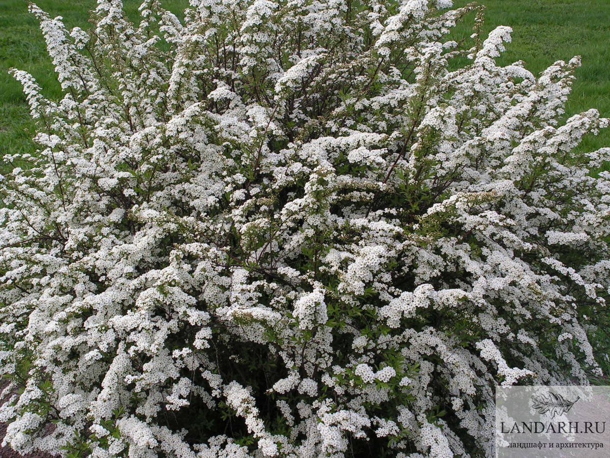 Спирея ниппонская фото. Спирея ниппонская. Спирея ниппонская Spiraea nipponica. Спирея ниппонская Snowmound. Спирея ниппонская Джун.