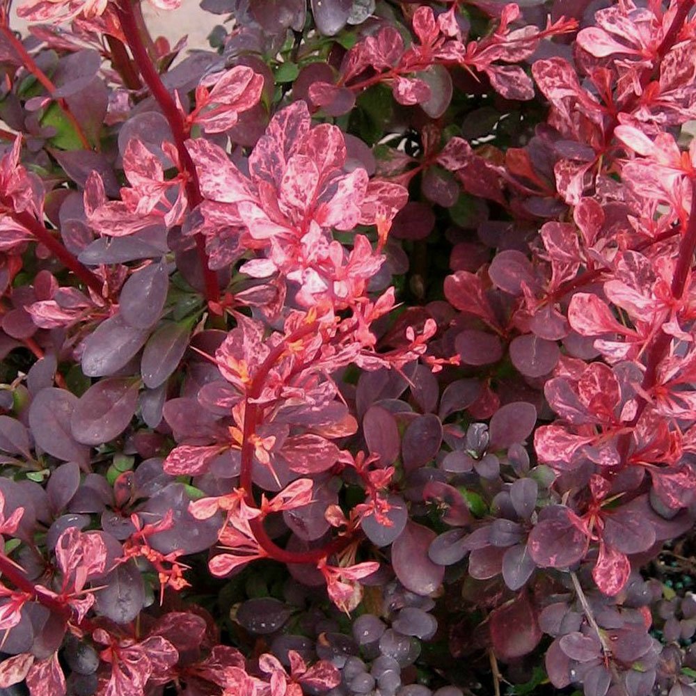 Куст увидел. Барбарис Тунберга (Berberis thunbergii). Барбарис Роуз Глоу. Барбарис Тунберга (Berberis thunbergii Atropurpurea). Барбарис Тунберга 'Rose Glow'.