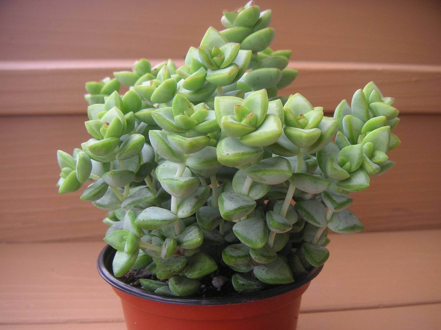 Комнатные цветы крассула. Толстянка Крассула. Crassula rupestris (Крассула, толстянка). Толстянка яйцевидная (Crassula ovata). Суккулент толстянка Крассула.