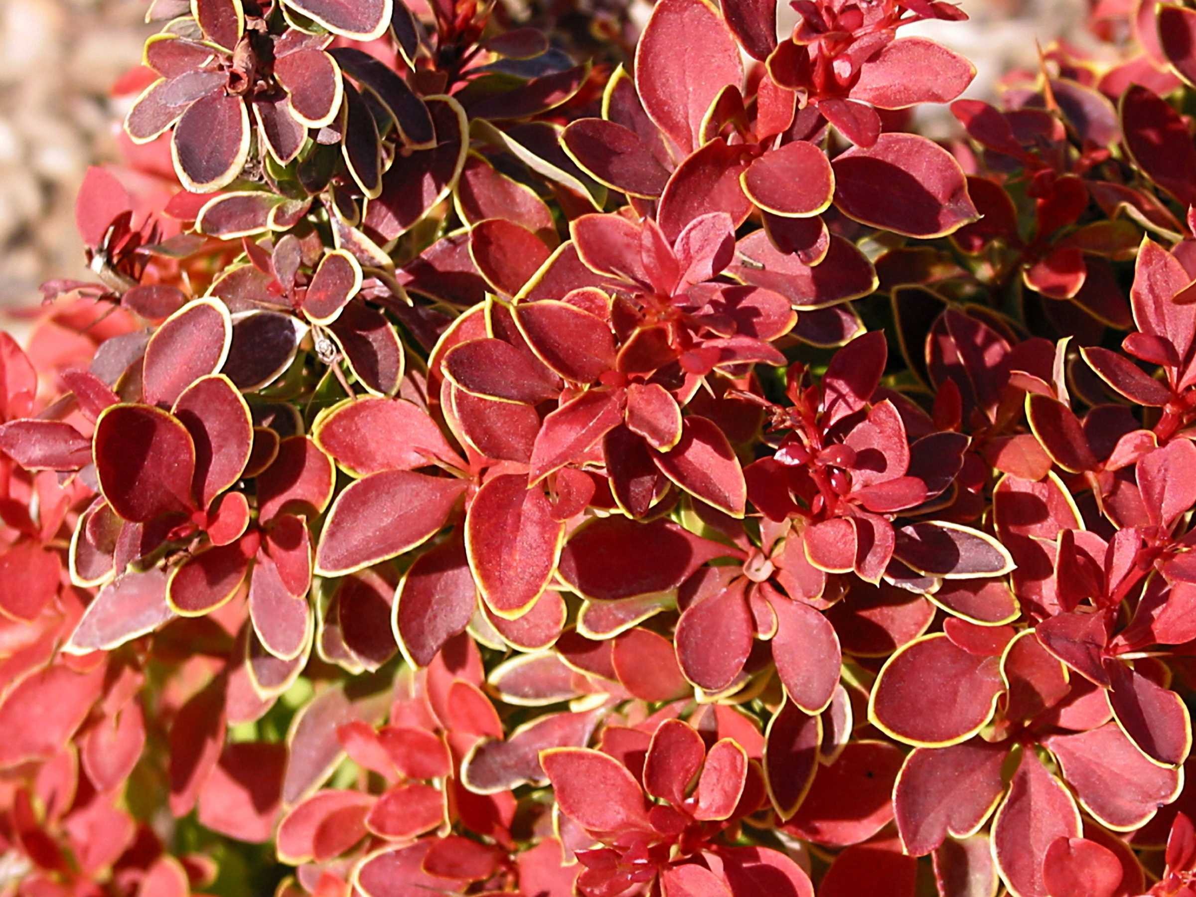 Барбарис тунберга фото и описание. Барбарис тунбергера (Berberis thunbergii) “admiration”. Зерек Тунберга Барбарис. Барбарис Тунберга Коронита (p9). Барбарис (Берберис) Тунберга admiration (Berberis thunbergii).