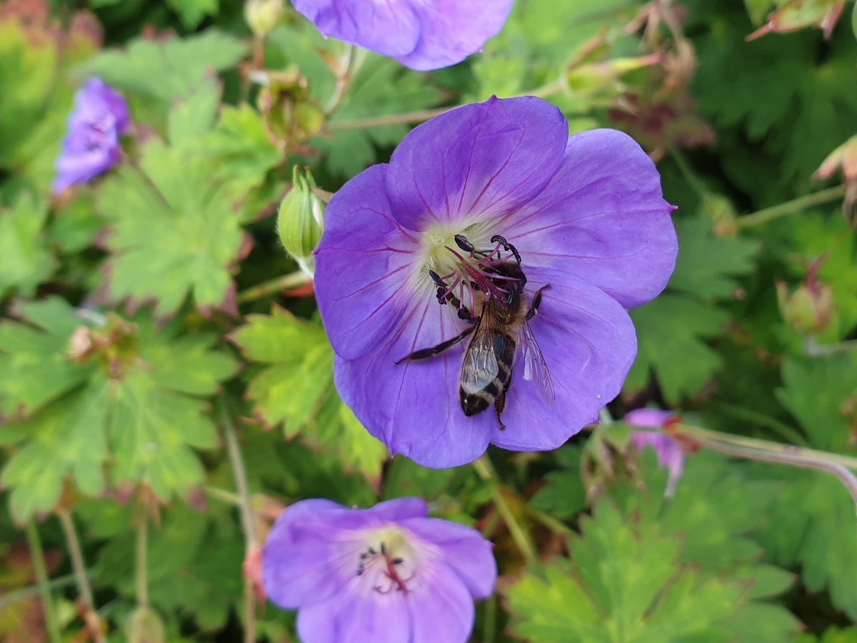 Герань розанна описание. Герань Луговая Rozanne. Герань Розанна. Geranium wallichianum. Пеларгония Розанна.