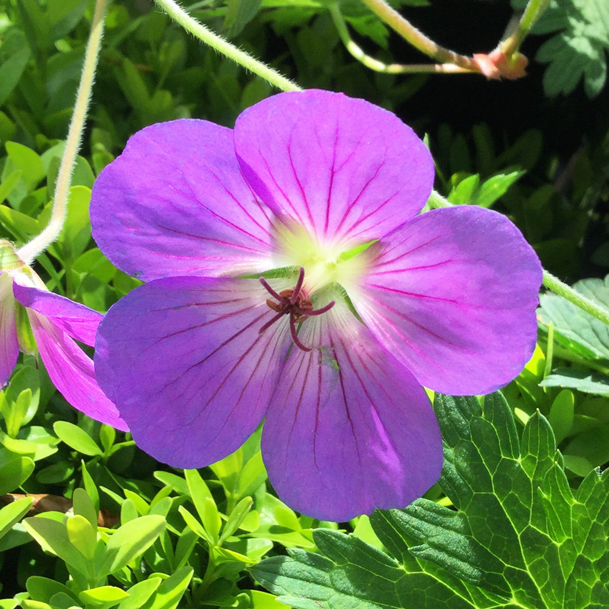 Герань розана. Герань Розанна. Герань гибридная 'Rozanne'. Герань «Розанна» (Geranium). Герань Садовая Rozanne.