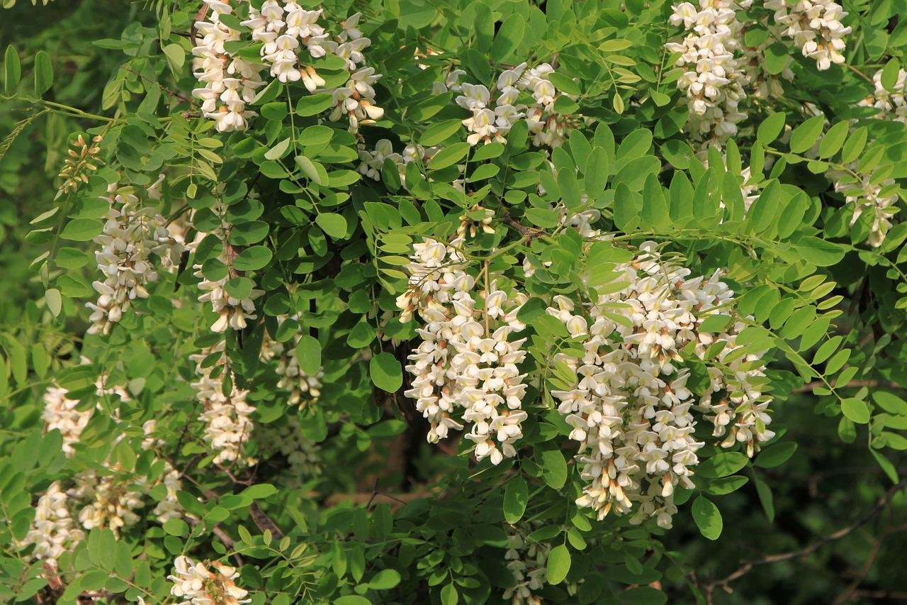 Robinia pseudoacacia рисунок