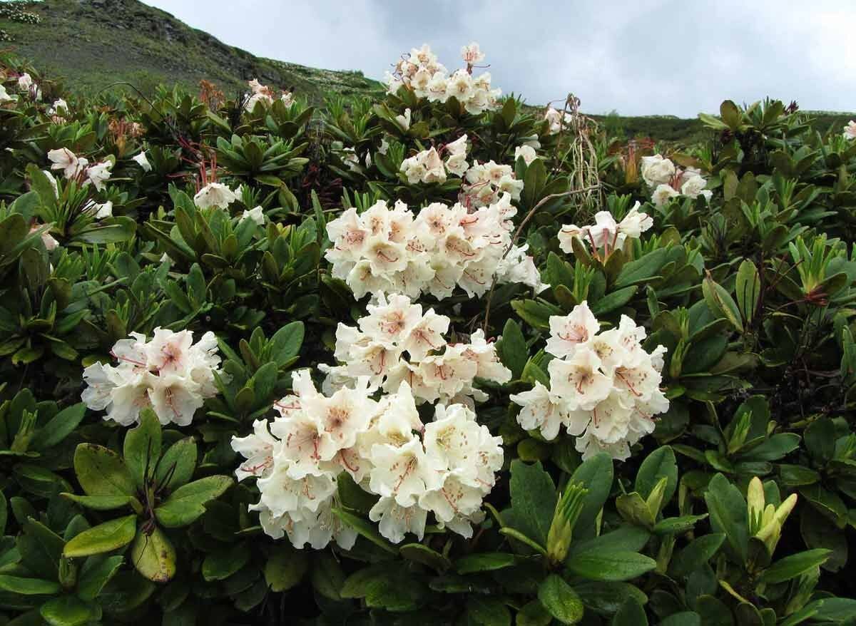 Рододендрон садовый фото и описание посадка. Рододендрон Бурсо. Рододендрон золотистый Rhododendron Aureum. Рододендрон Эренгольд. Рододендрон Альпийский.