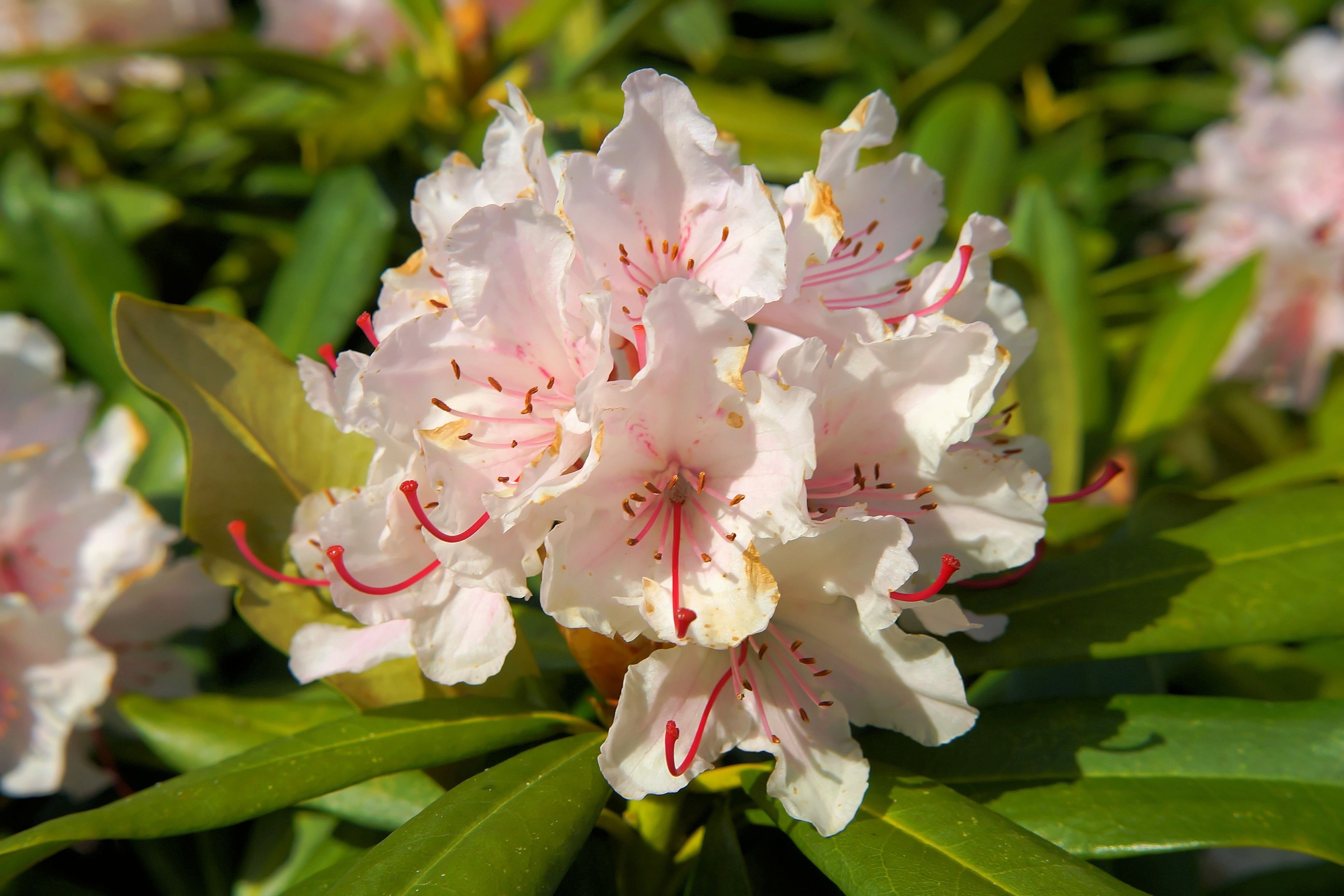 Rhododendron. Рододендрон. Рододендрон Нэнси Эванс. Растение рододендрон. Рододендрон Блю Сильвер.