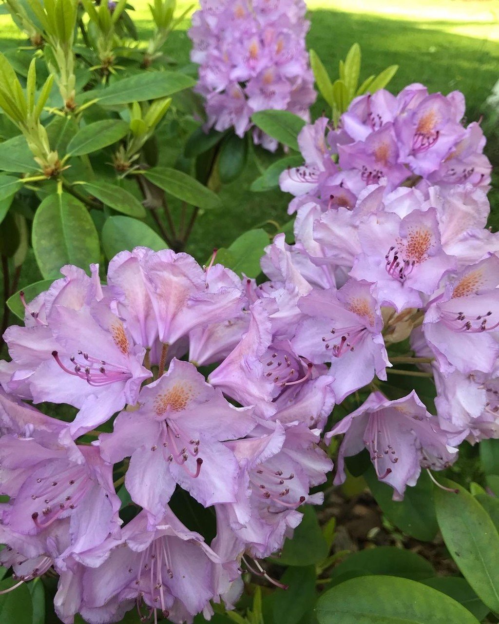 Рододендрон катевбинский. Рододендрон catawbiense grandiflorum. Рододендрон катевбинский grandiflorum. Рододендрон грандифлорум. Рододендрон гибридный пурпуреум грандифлорум.