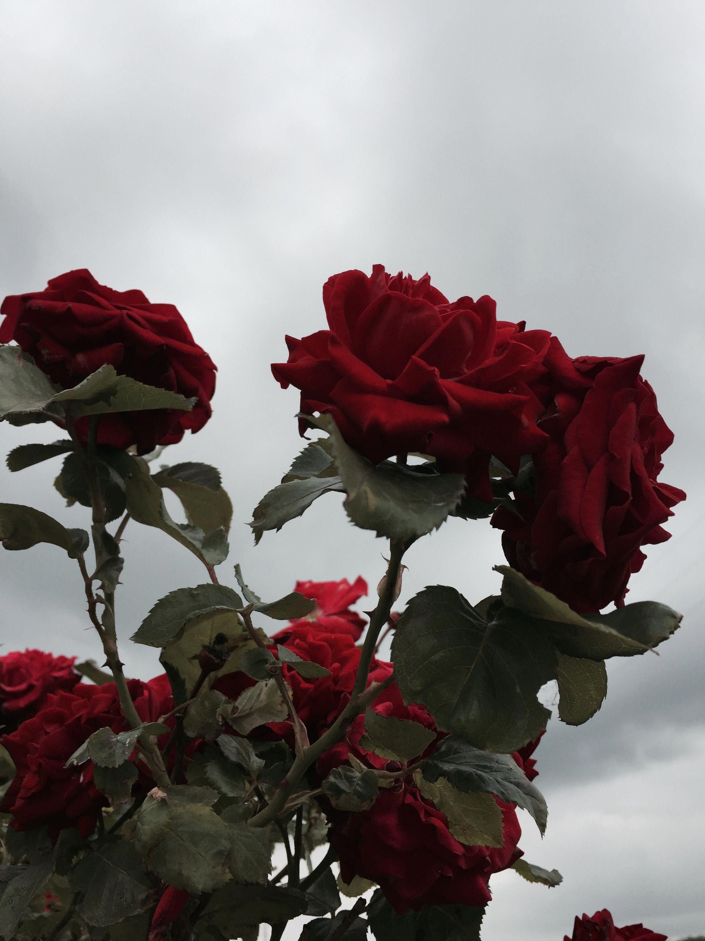 Колючая роза - 54 фото