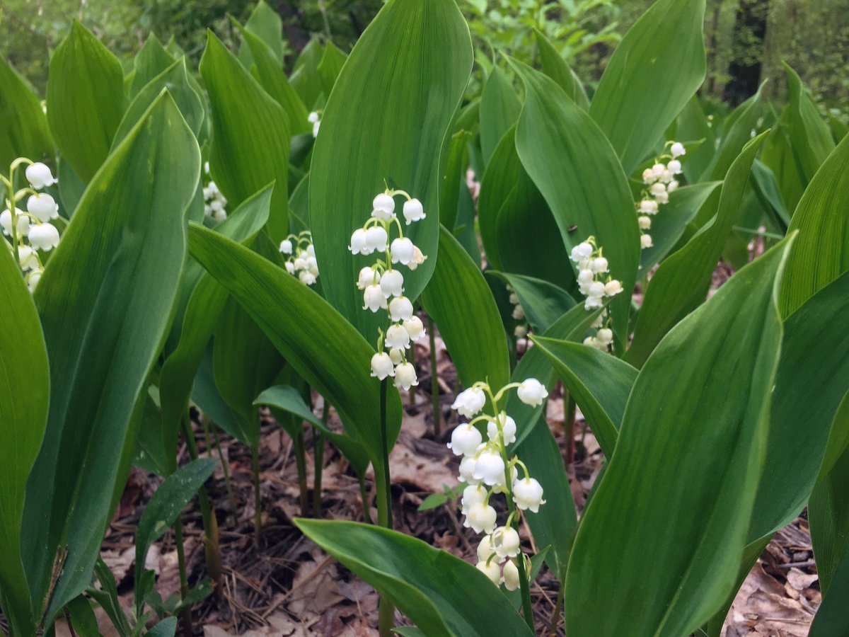 Ландыш Майский grandiflora