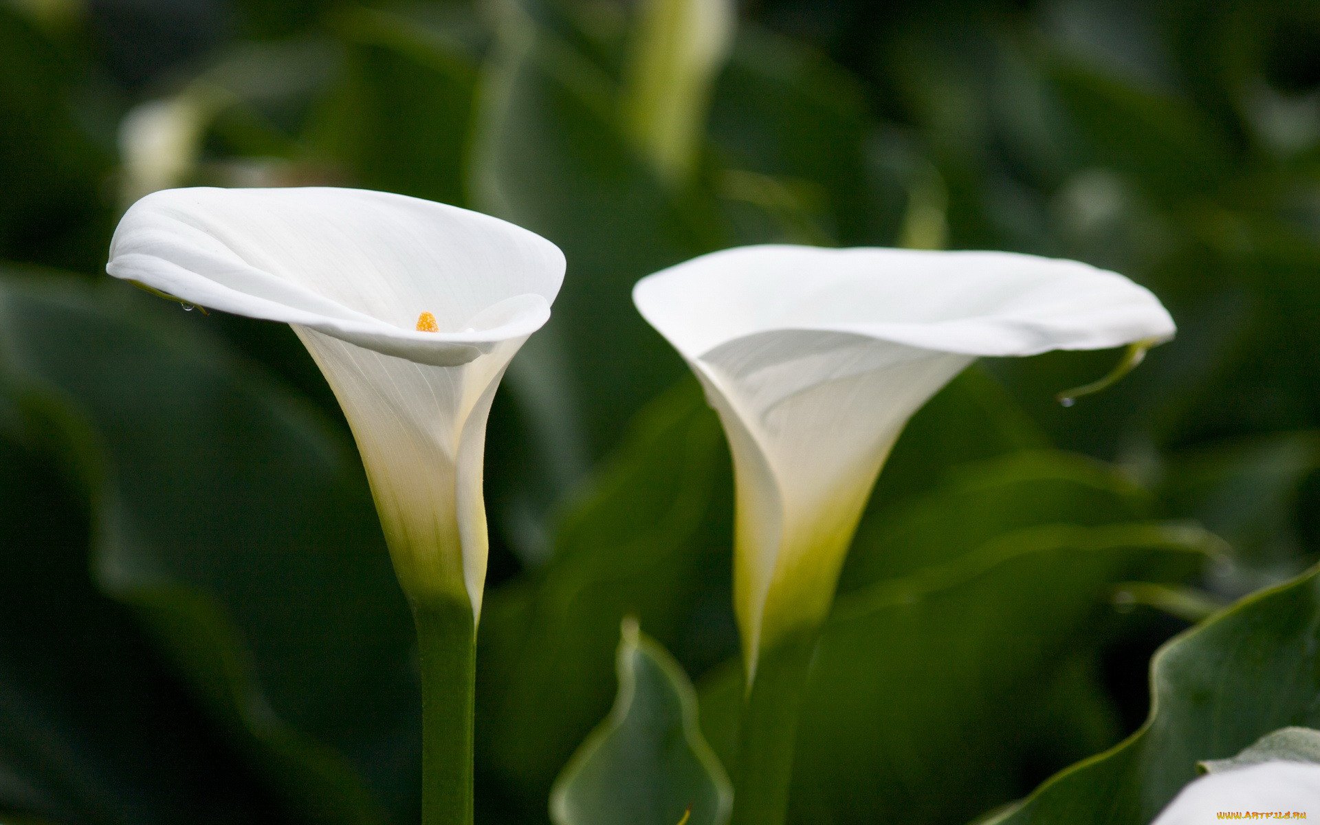 Цветок калла листья. Калла Пако. Калла эфиопская белая. Калла эфиопская Зантедеския. Калла белопятнистая.