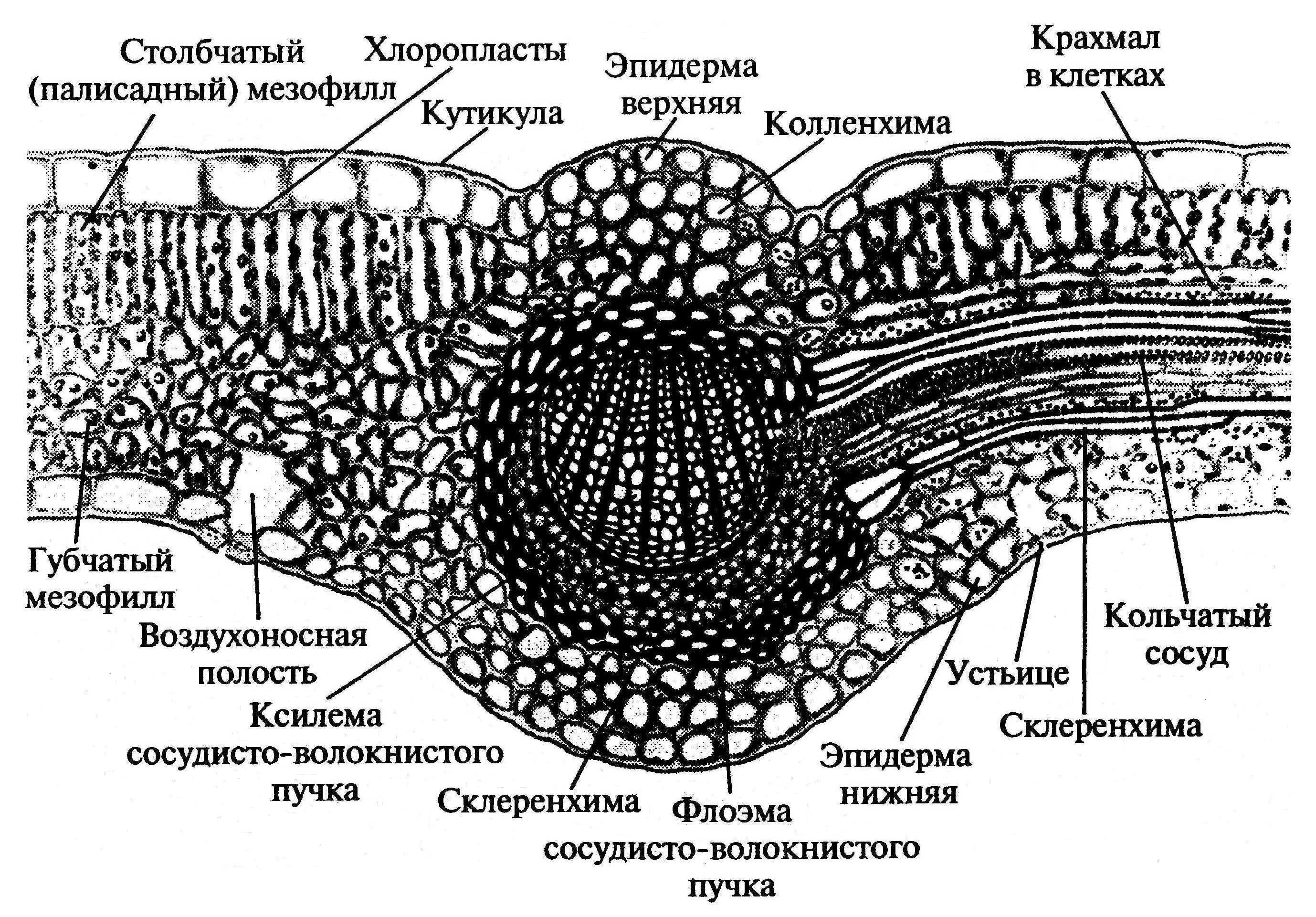 Поперечный срез листа камелии. Ткани на поперечном срезе листа камелии.