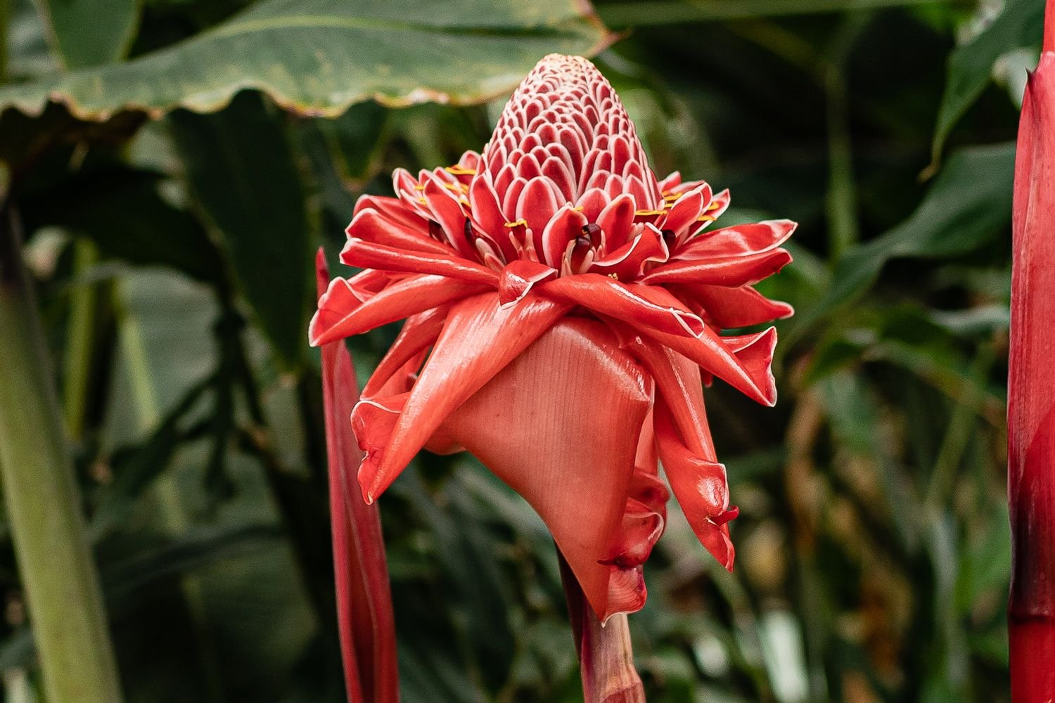 Torch Ginger С†РІРµС‚РѕРє