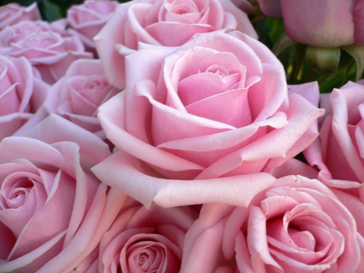 Розы розовые оптом и поштучно