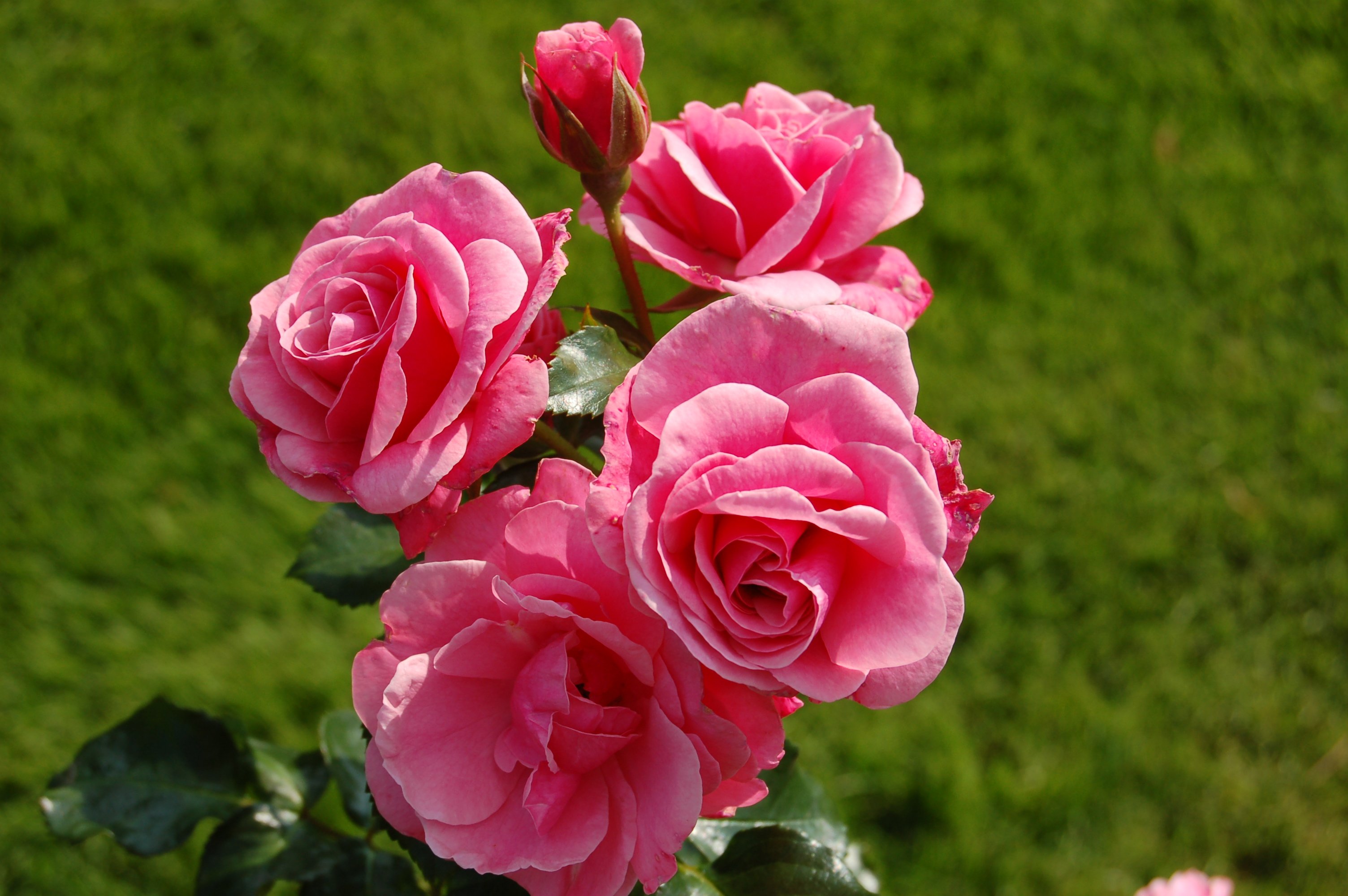 Роза велленшпиль (45 фото) - 45 фото