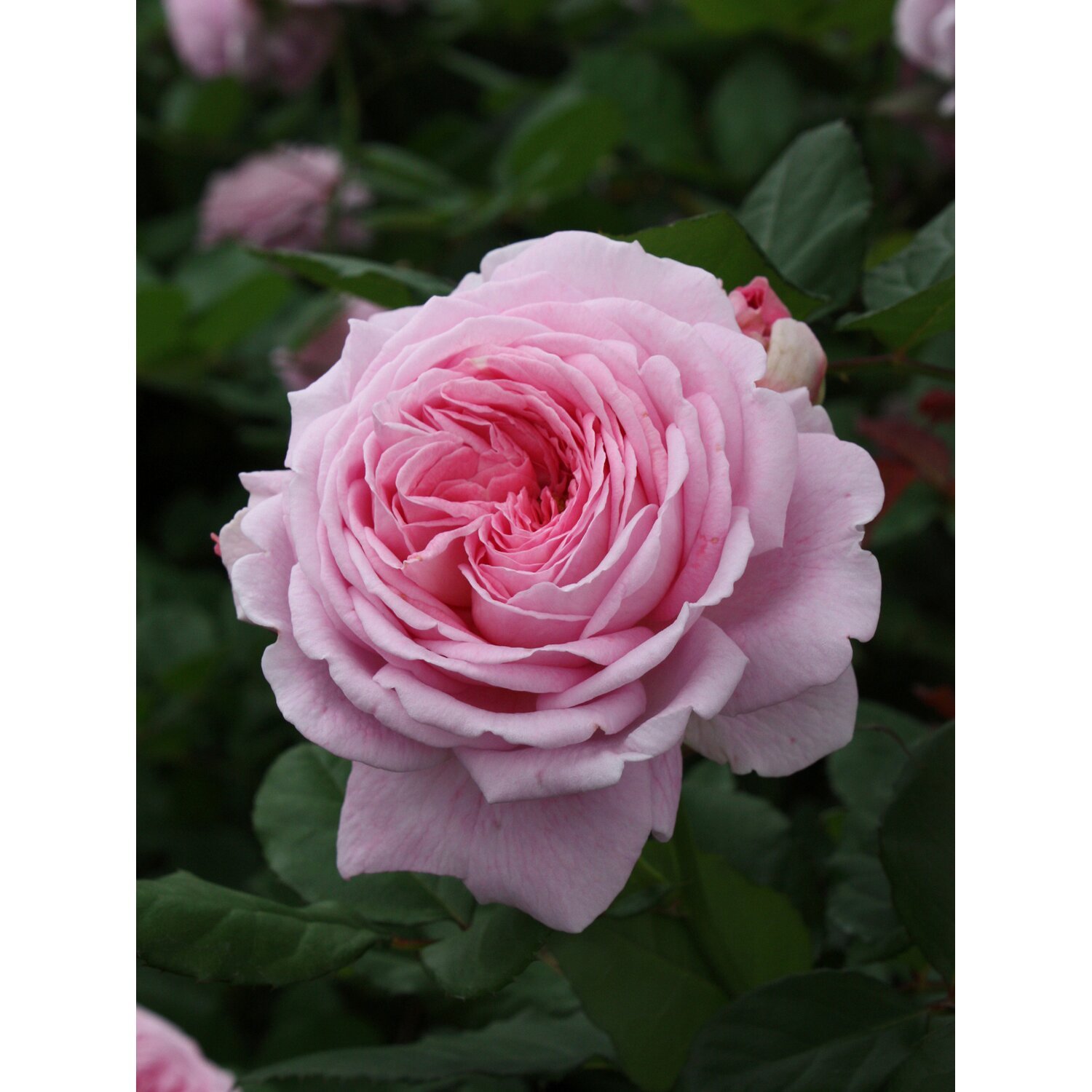 Роза велленшпиль (45 фото) - 45 фото
