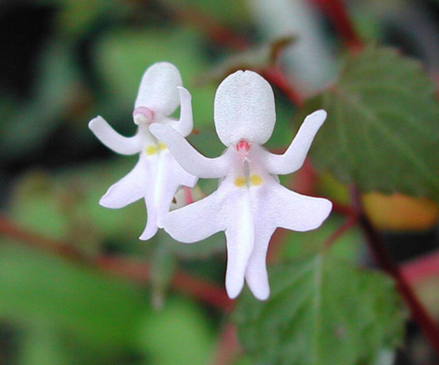 Орхидея балерина Caladenia melanema