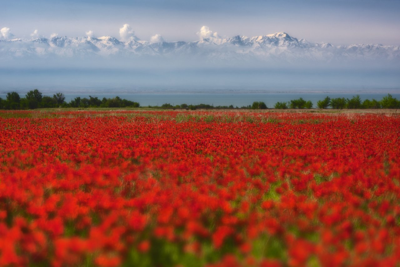 Маковые поля в Алатау Казахстана фотографии