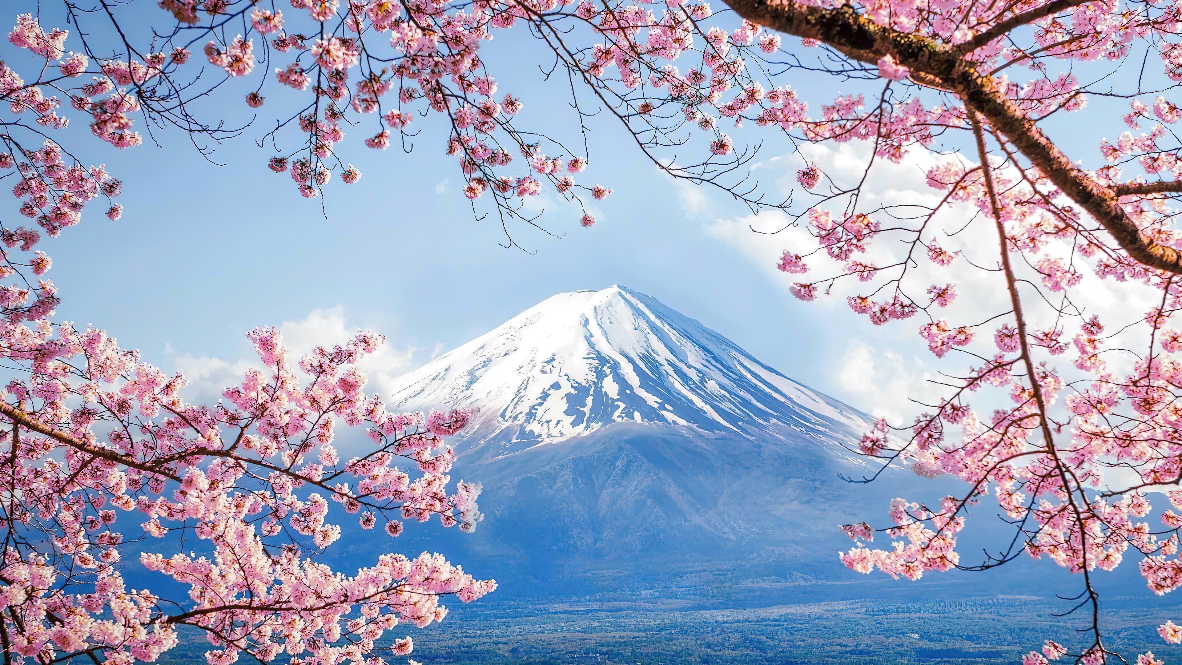 Сакура режим работы. Гора Фудзияма в Японии. Гора Фудзияма и Сакура. Япония гора Фудзияма и Сакура. Корея черри блоссом.