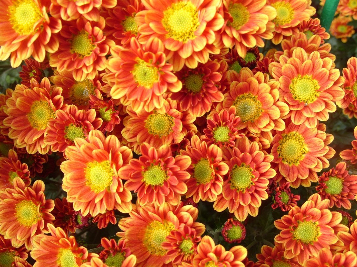 Оранжевые хризантемы (32 фото) - 32 фото
