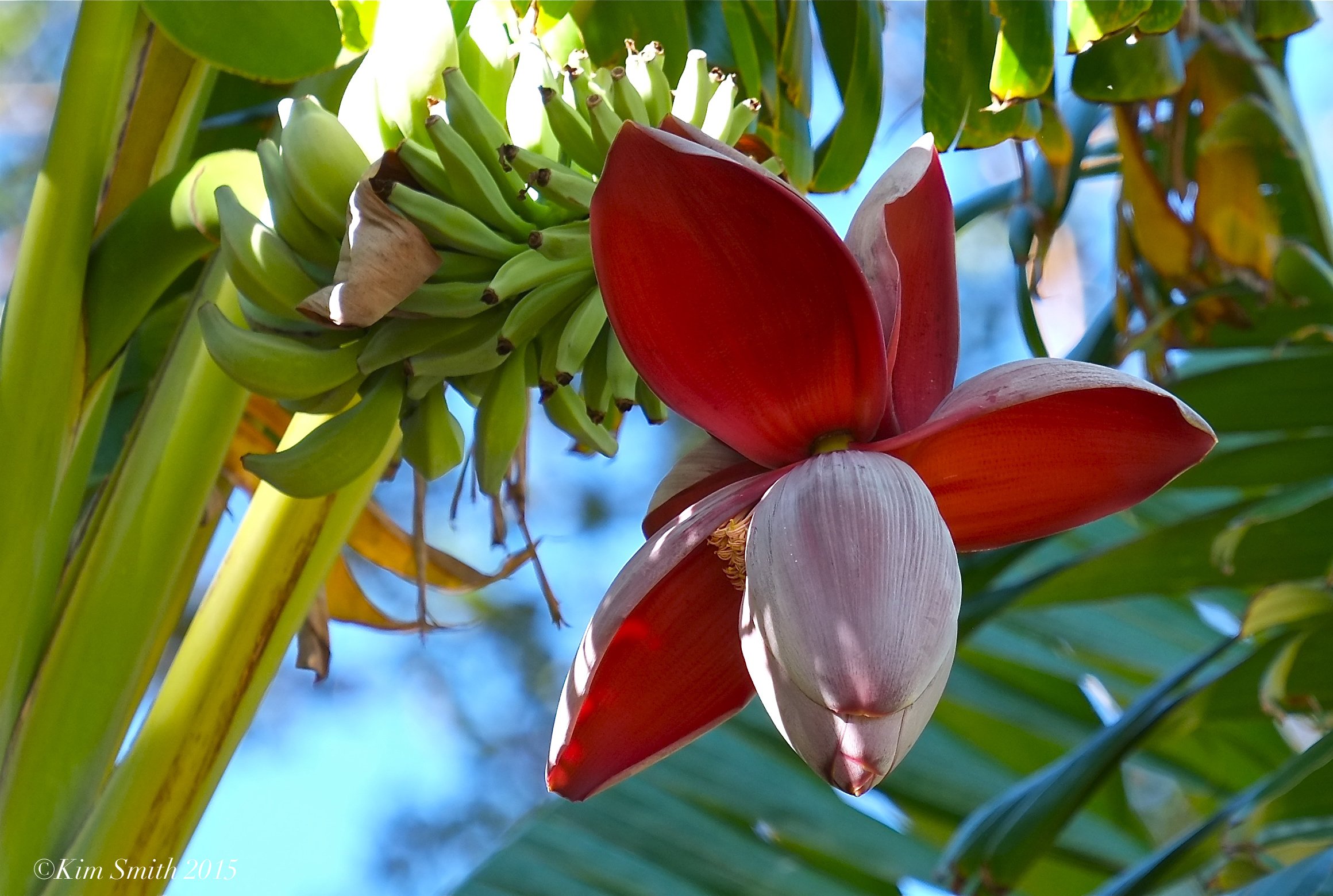 Цветение банана. Банановое дерево цветет. Цветение бананового дерева. Цветущий банан. Цветок банана как приготовить