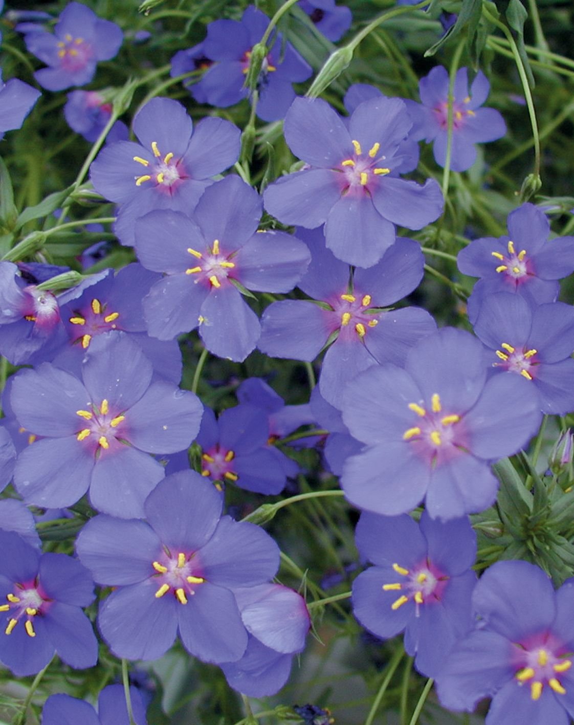 Анагалис крупноцветковый. Анагаллис цветок. Анагаллис синий. Анагалис Синеглазка. Анагалис крупноцветковый Синеглазка.