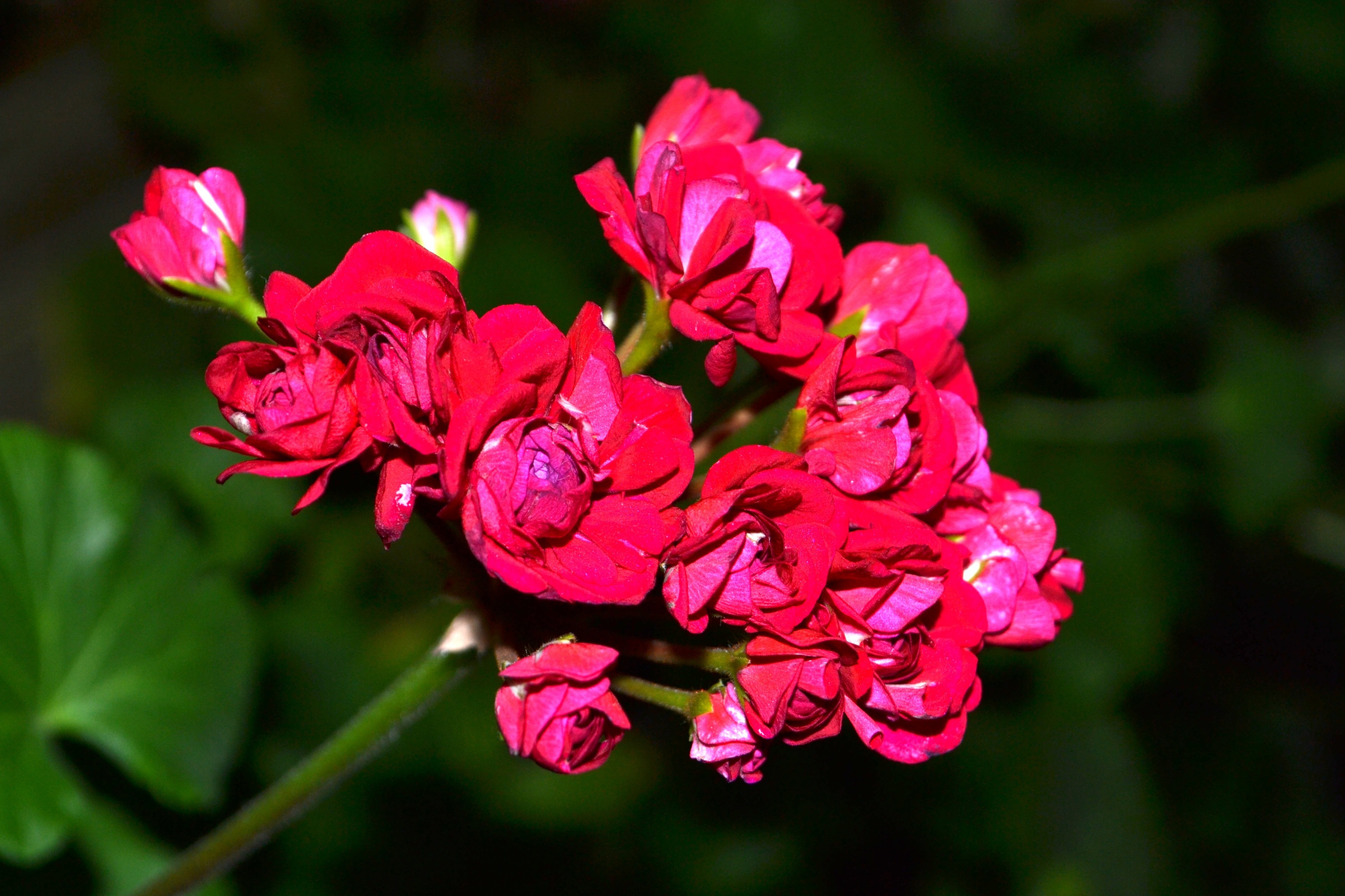 Хороший цветок герань. Пеларгония "Кассия". Пеларгония гладколистная. ЕС Гелиодор пеларгония.