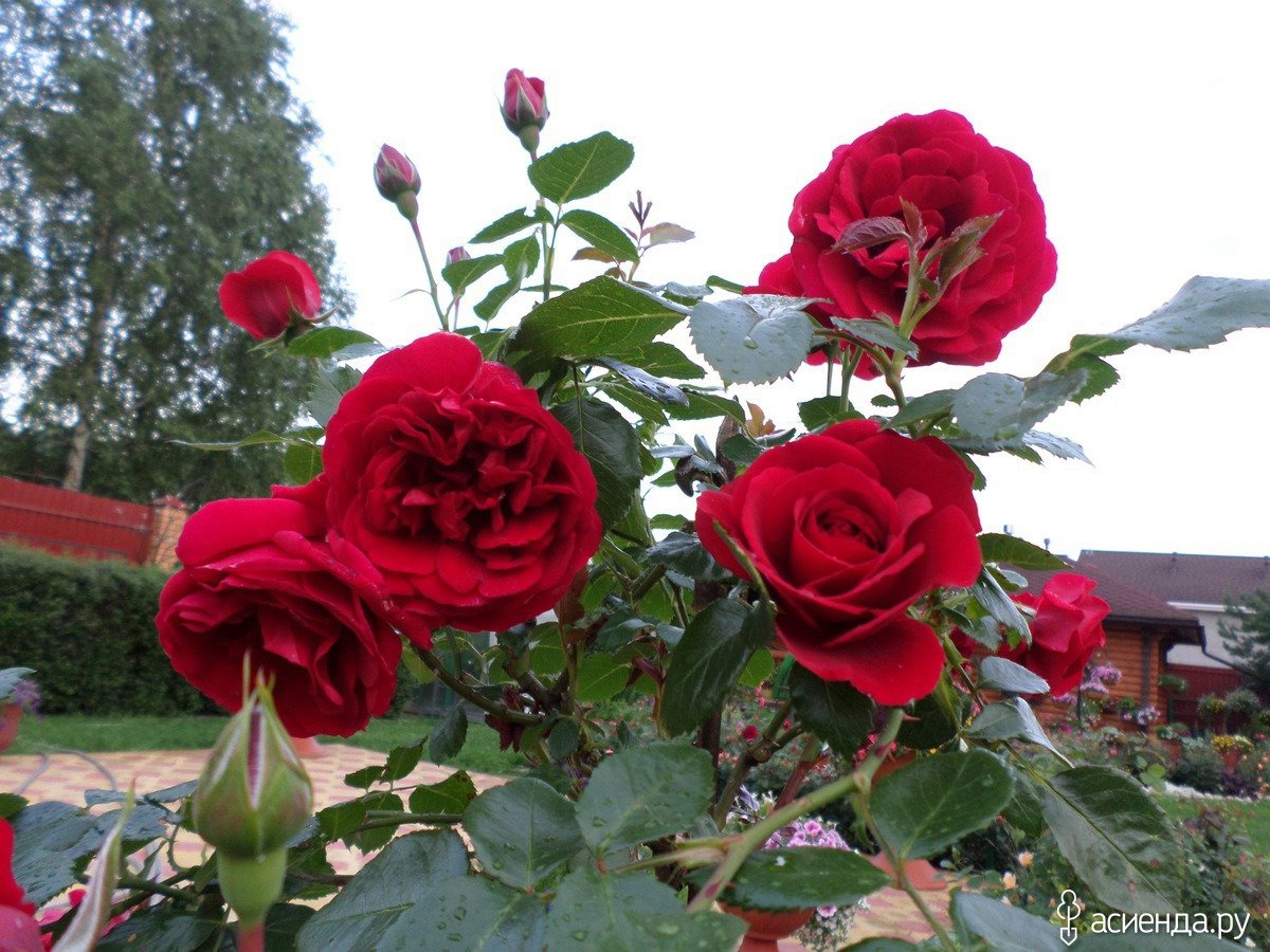 Роза нахеглут (35 фото) - 35 фото