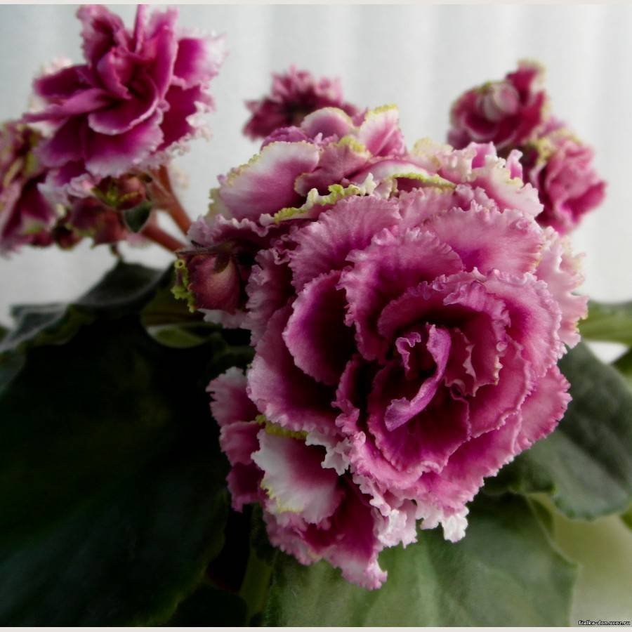 марципановая роза фиалка фото