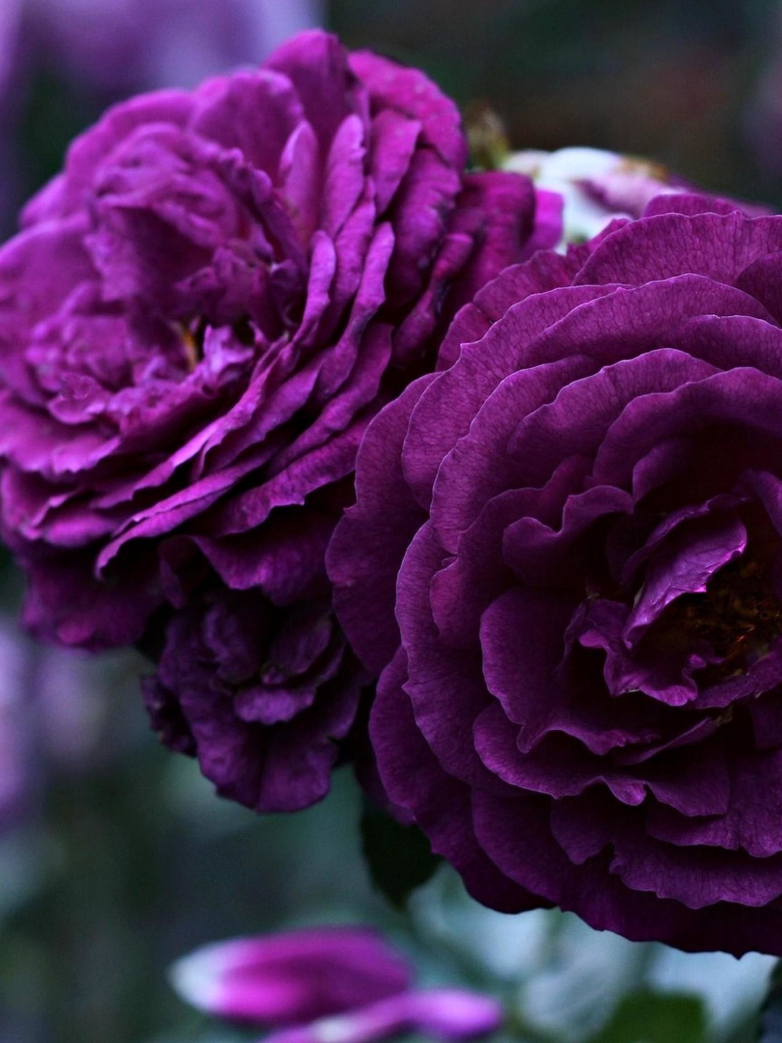 фиалка плетистая роза фото и описание сорта