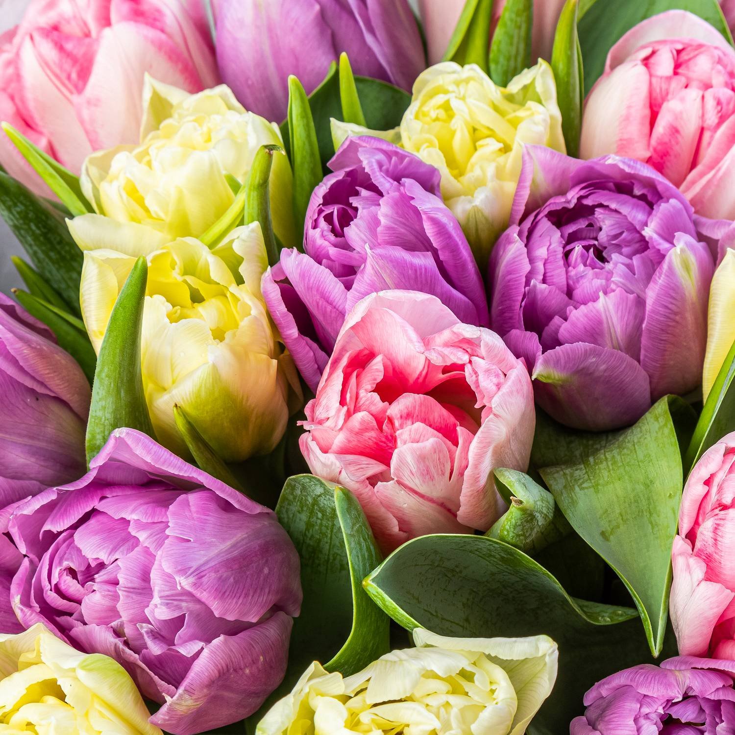 Фото пионовидных тюльпанов. Пионовидный тюльпан. Пионообразные тюльпаны. Тюльпан Дабл Кадиллак.