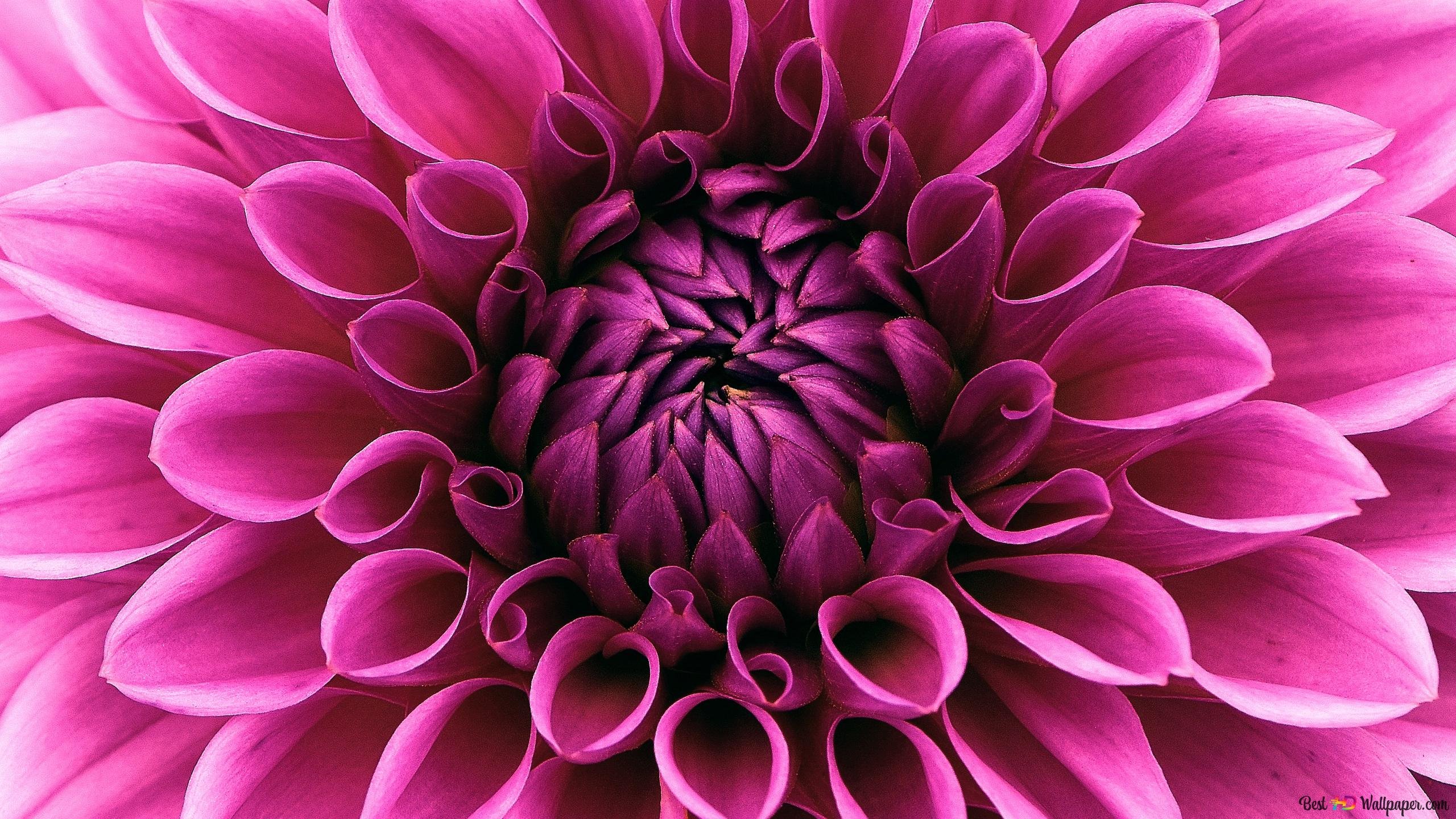Цветок георгина (33 фото) - 33 фото