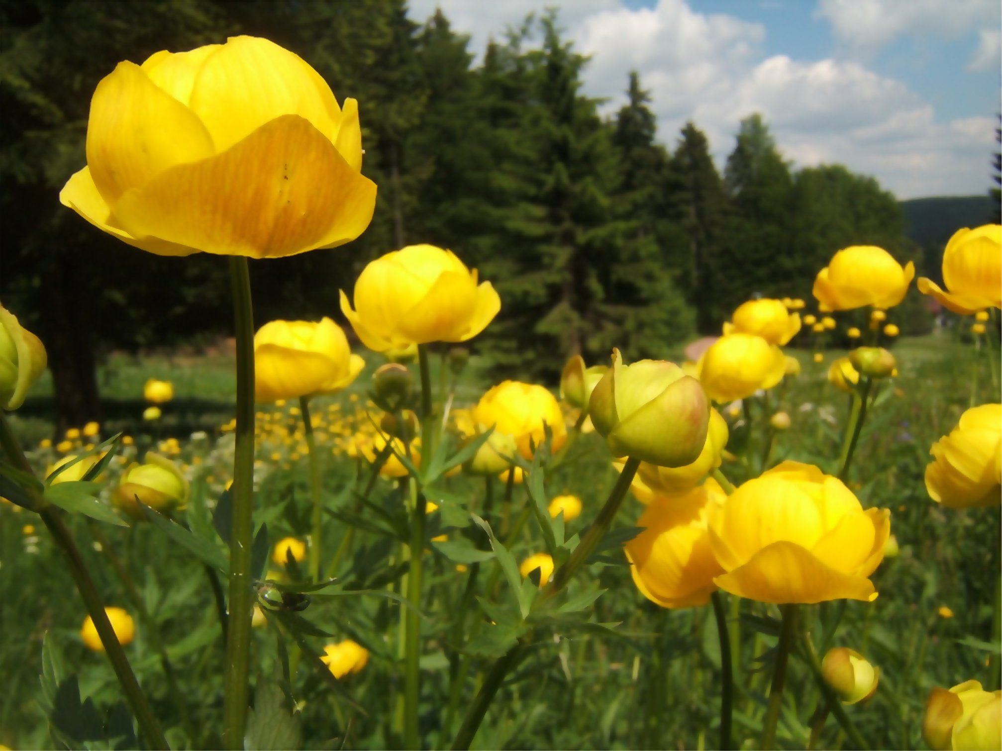 Растения удмуртии. Купальница европейская (Trollius europaeus). Купальница троллиус. Италмас купальница европейская. Купальница Италмас.