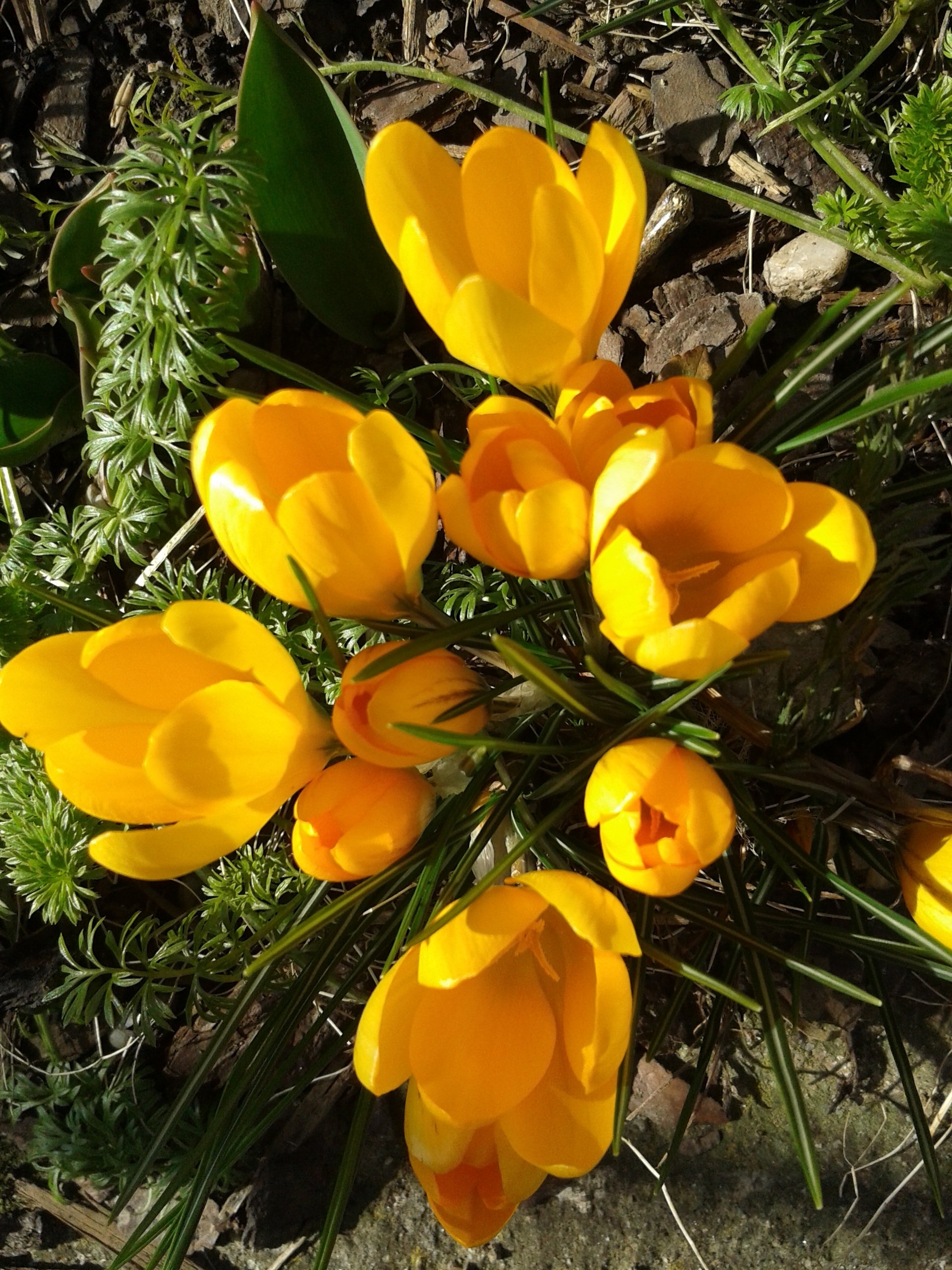 Желтые цветы ранней весной фото. Крокус желтый цветок. Желтый Шафран горный. Крокус Флави желтый. Весенний Крокус Крым оранжевый.