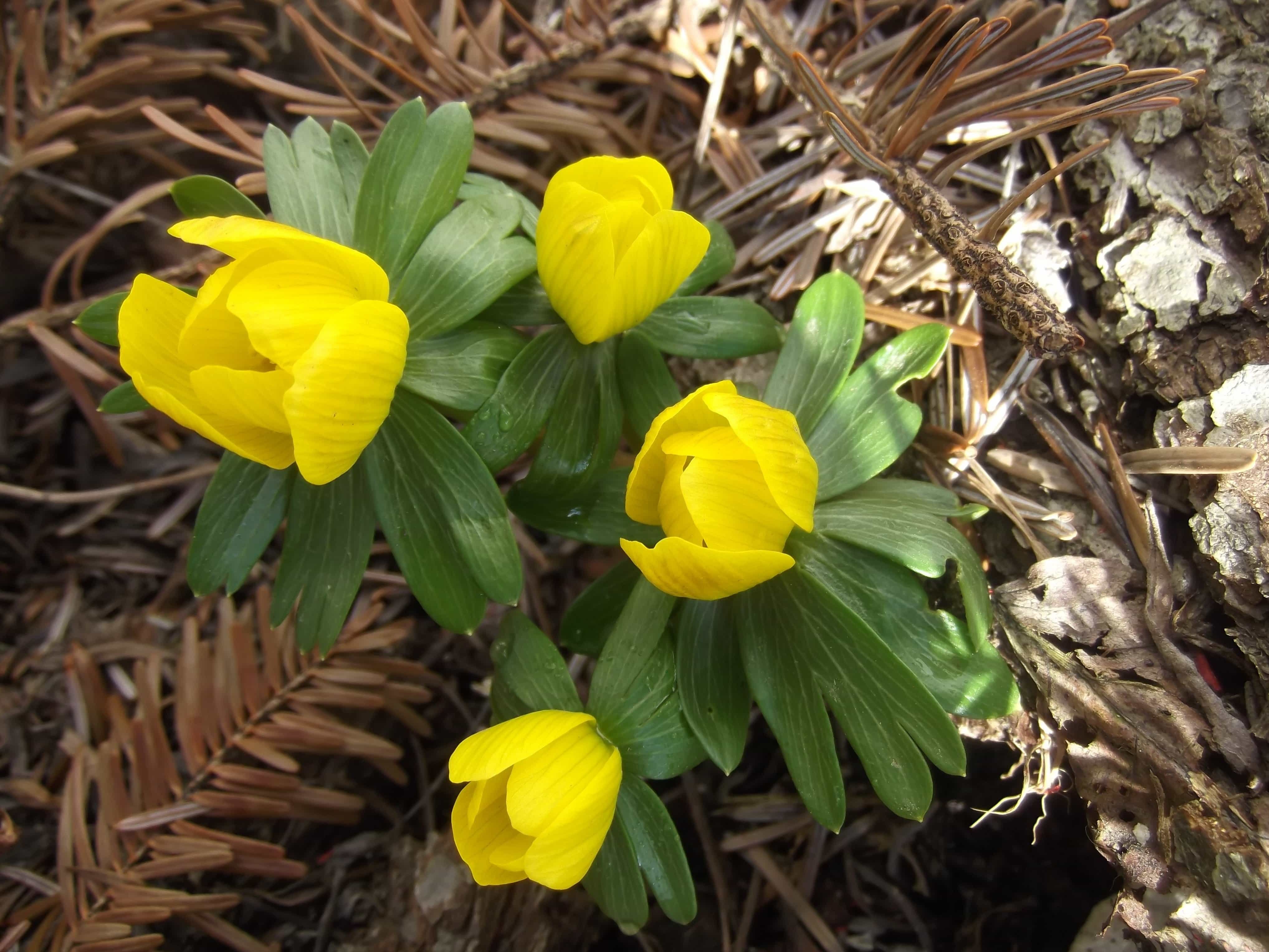 Желтые ранние цветы (32 фото) - 32 фото