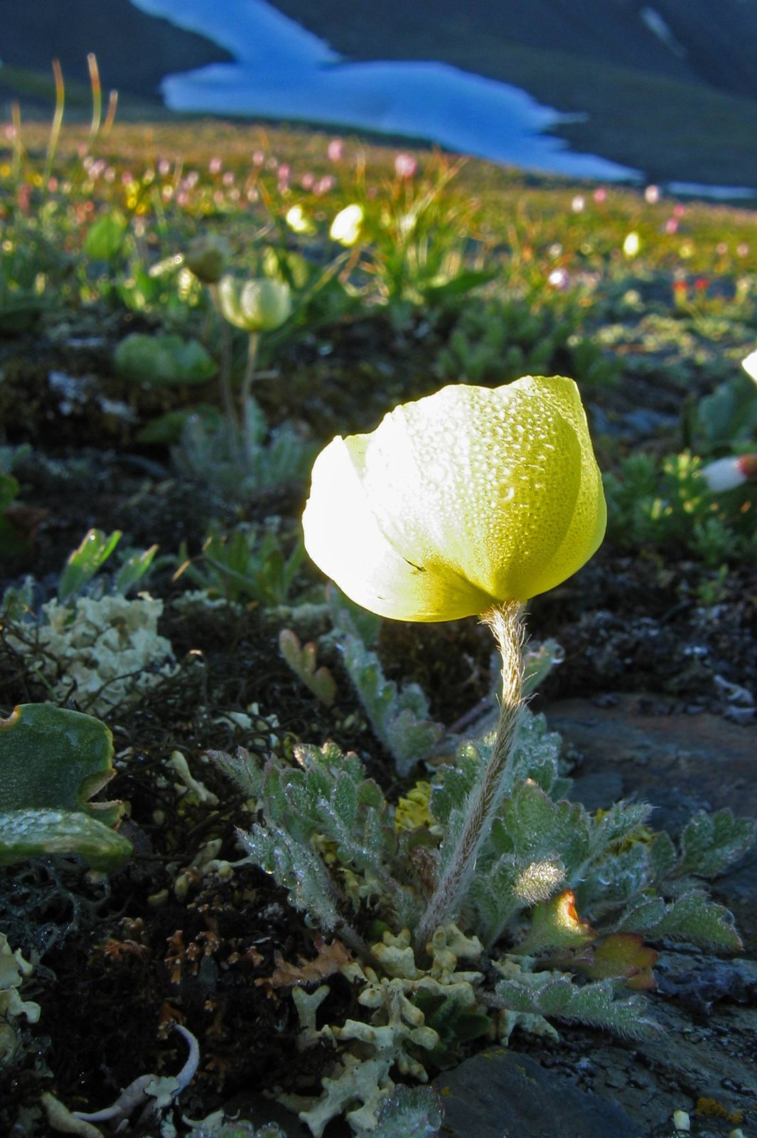 Мак Полярный (Papaver radicatum)