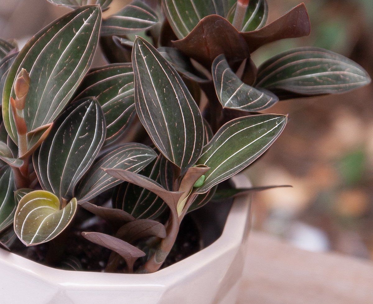 Орхидея лудизия фото. Орхидея Лудизия. Лудизия discolor. Орхидея Лудизия ДИСКОЛОР. Орхидея Лудизия (Ludisia).