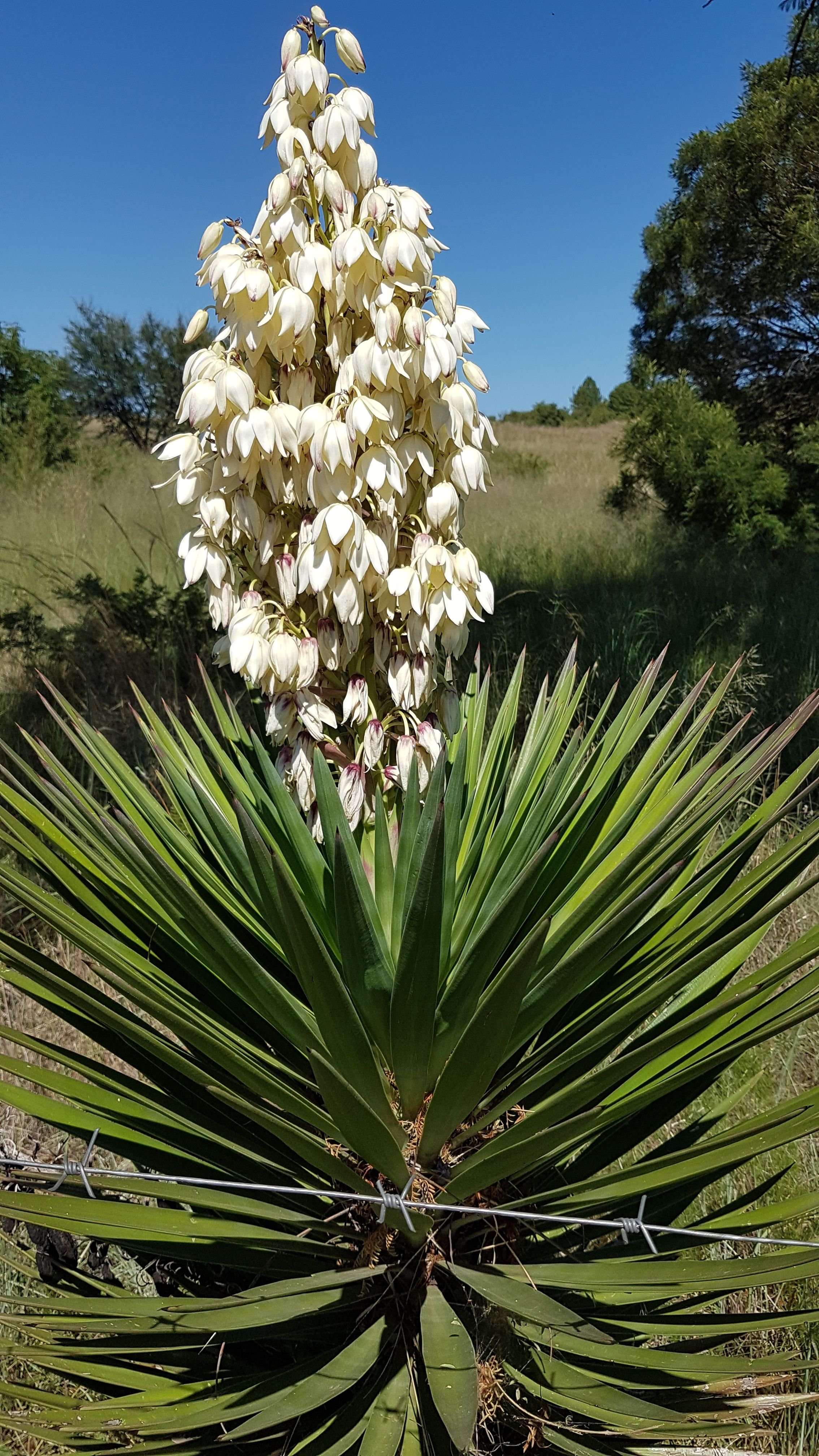 Юкка Yucca filamentosa