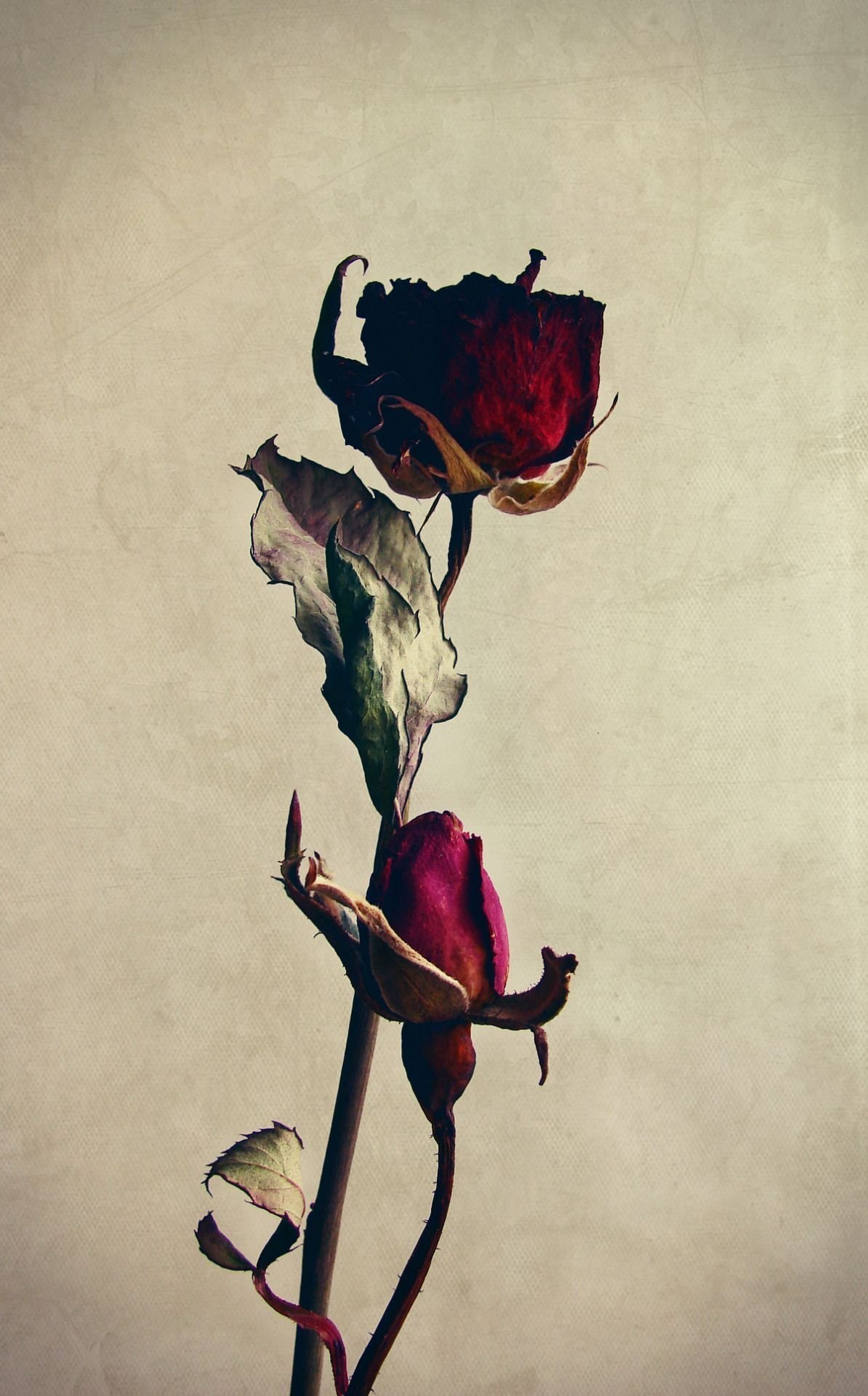 Устал роз. Увядший цветок. Засохшие цветы.