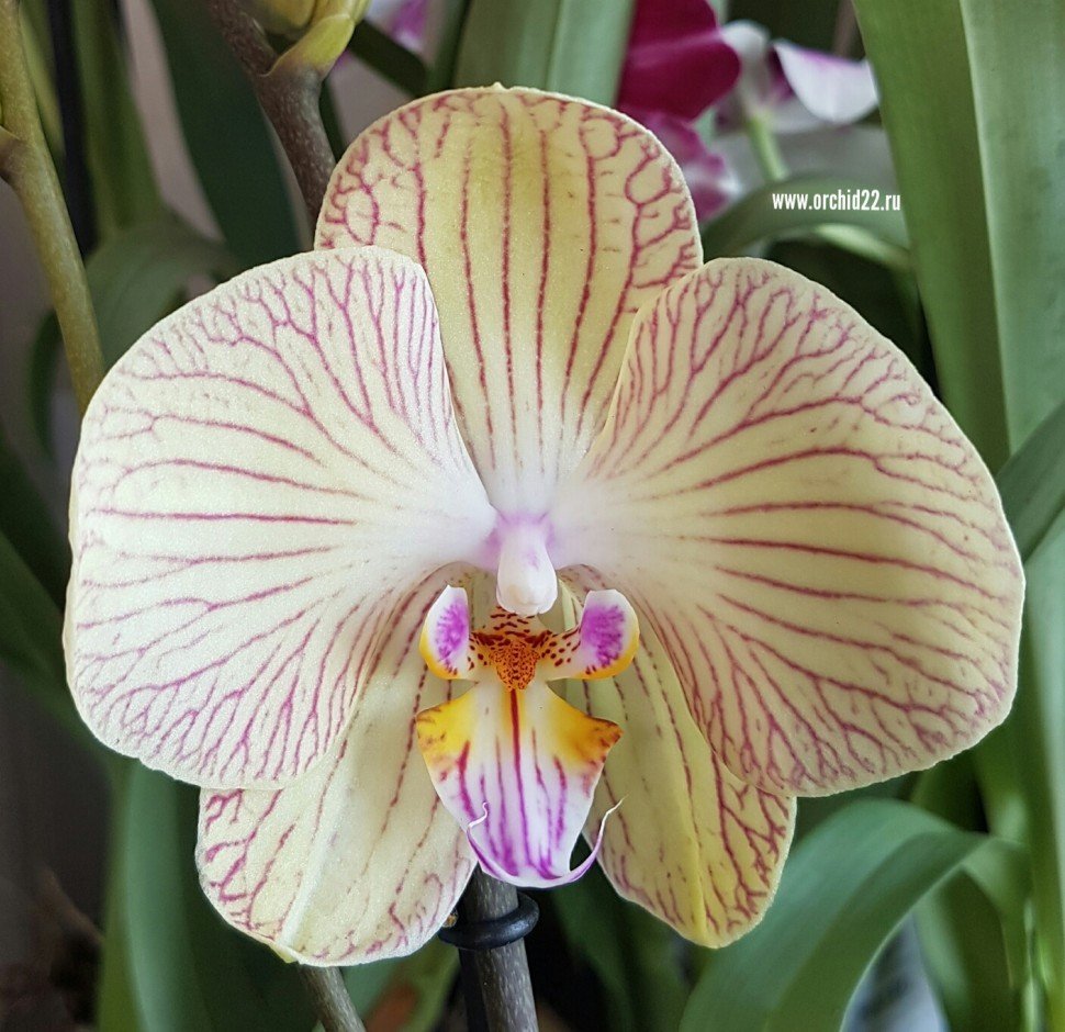 Торино Орхидея фаленопсис